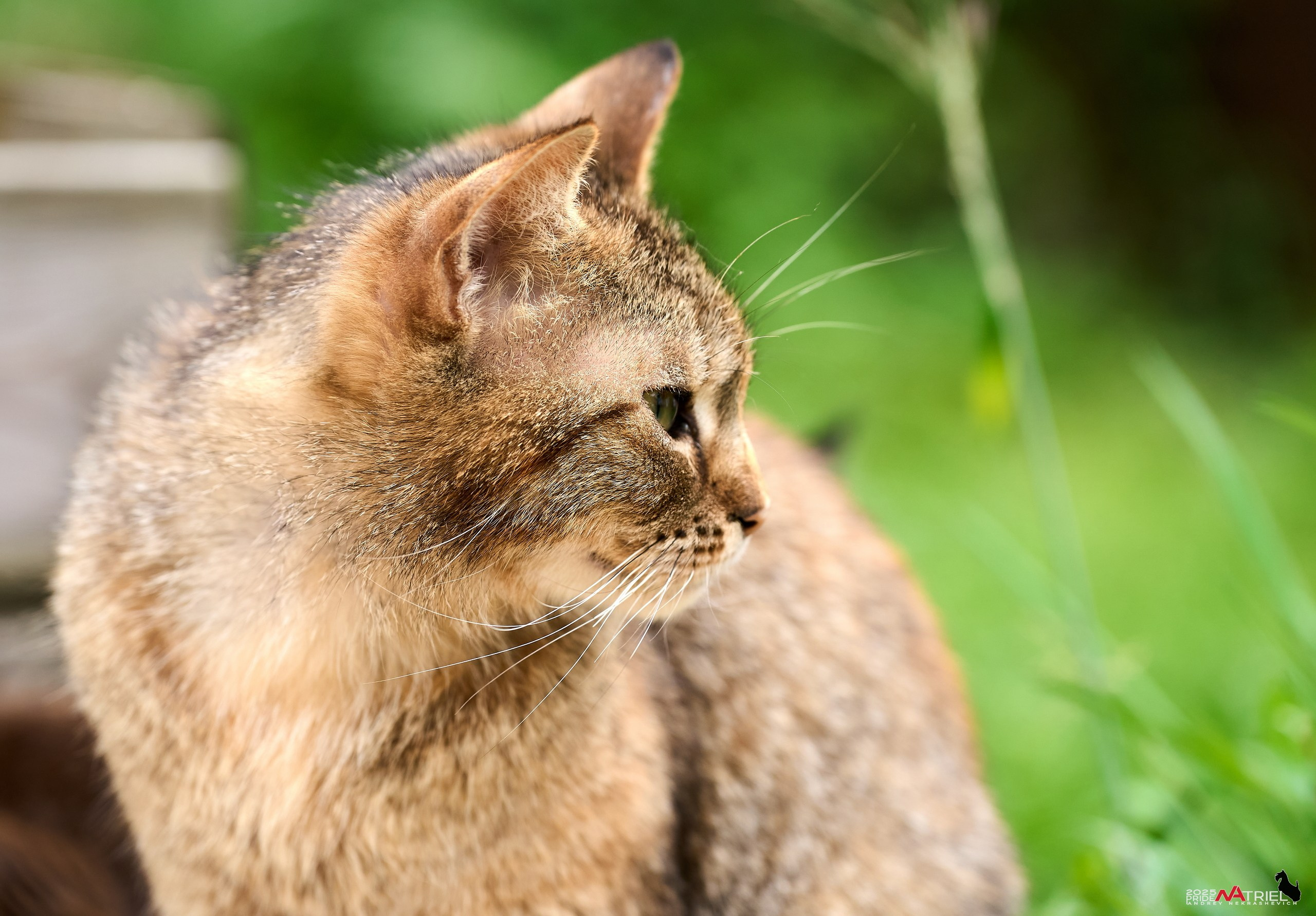 Алабаи и скотч-терьеры в питомнике у Ольги