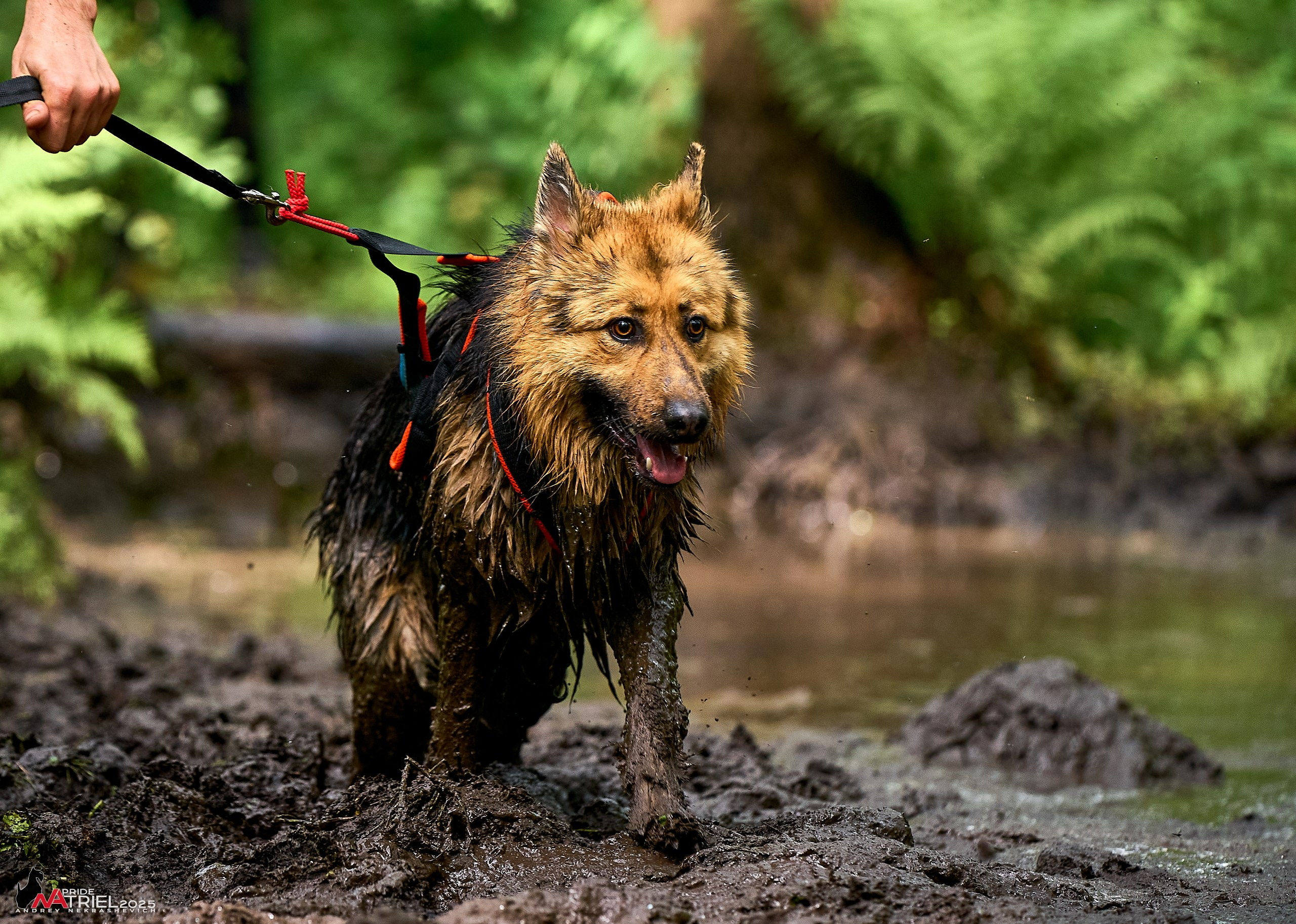 Russian Extreme Dog Trail — 2025