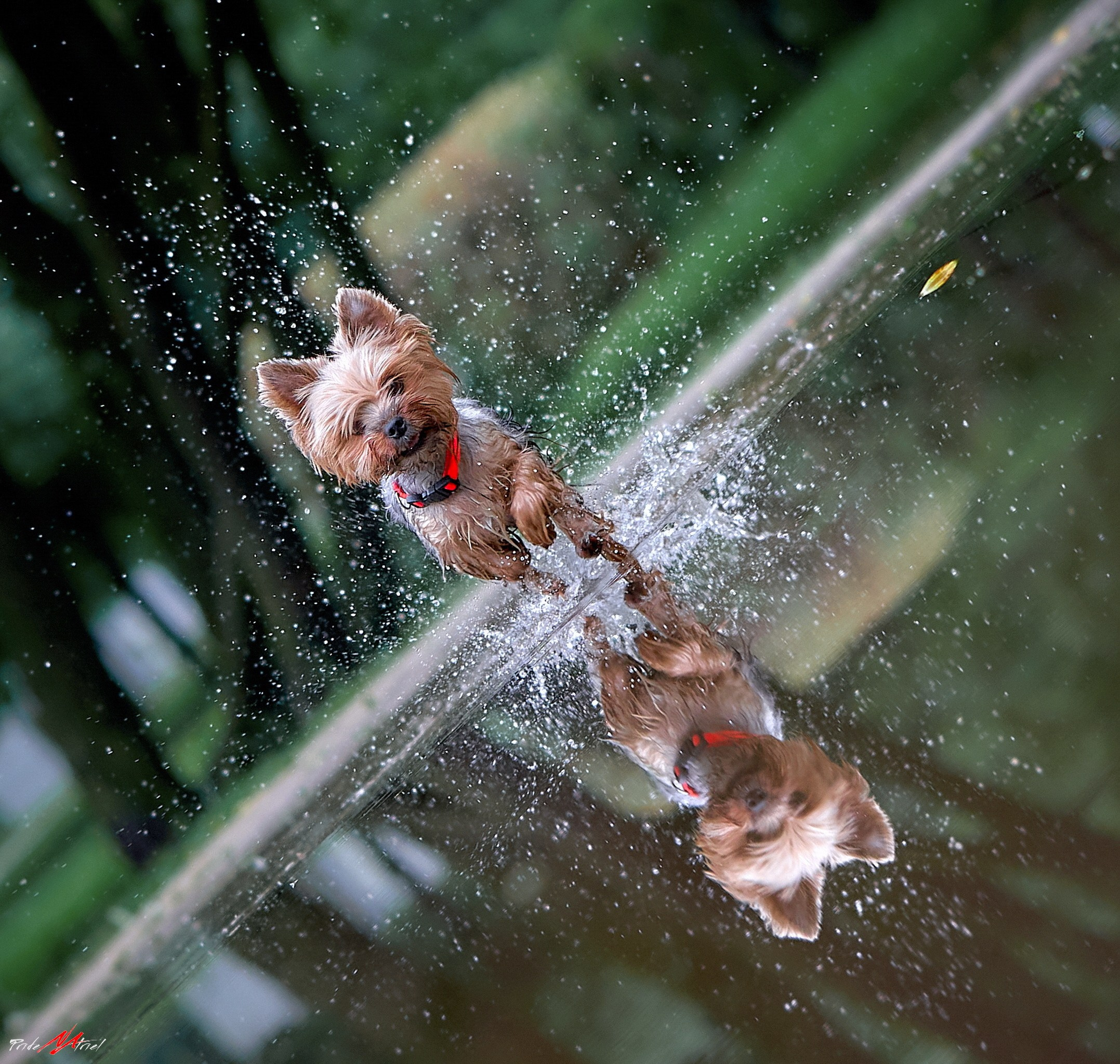 Йоркширский терьер Циля