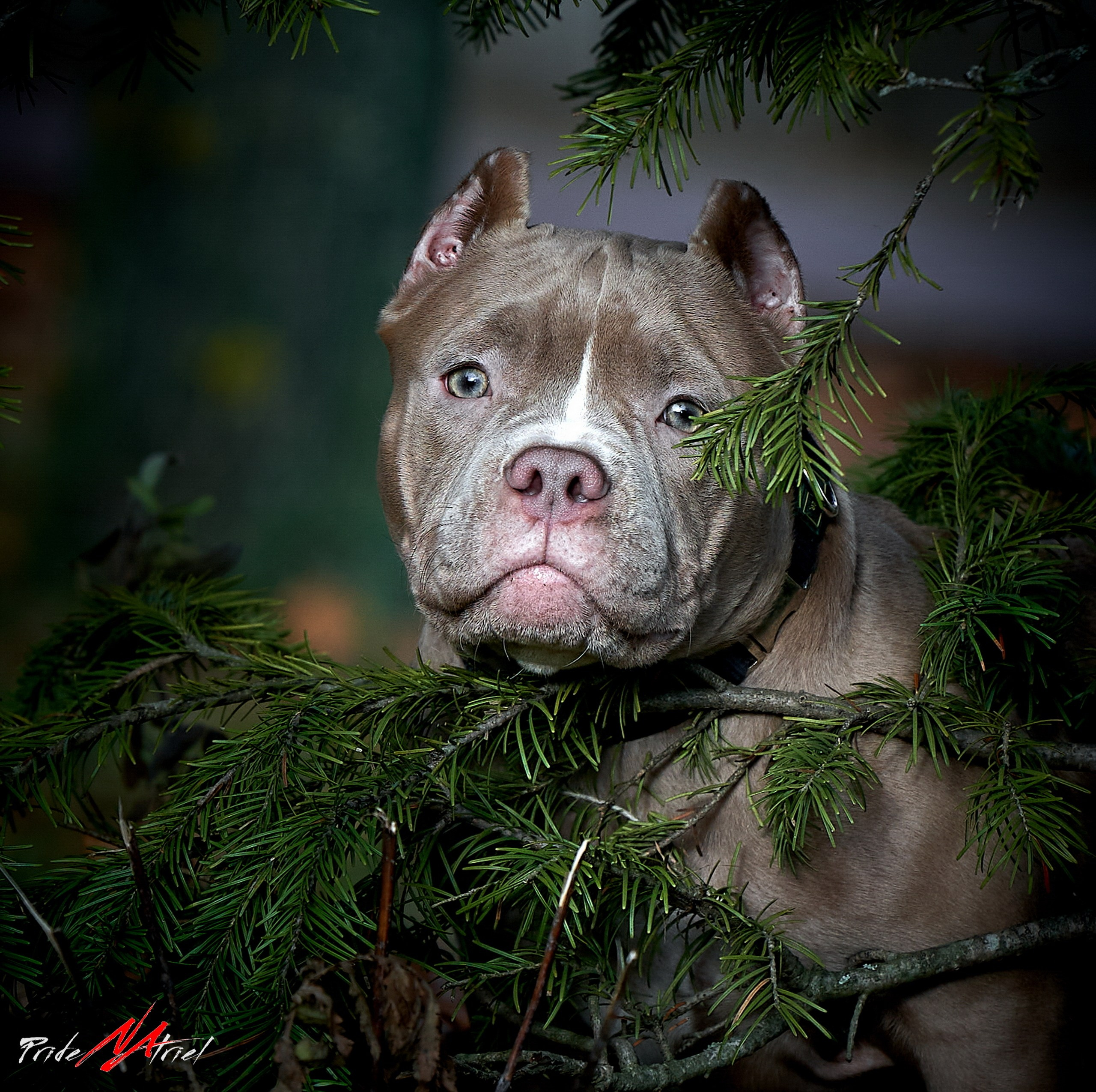 Щенки на прогулке — галерея NATRIEL