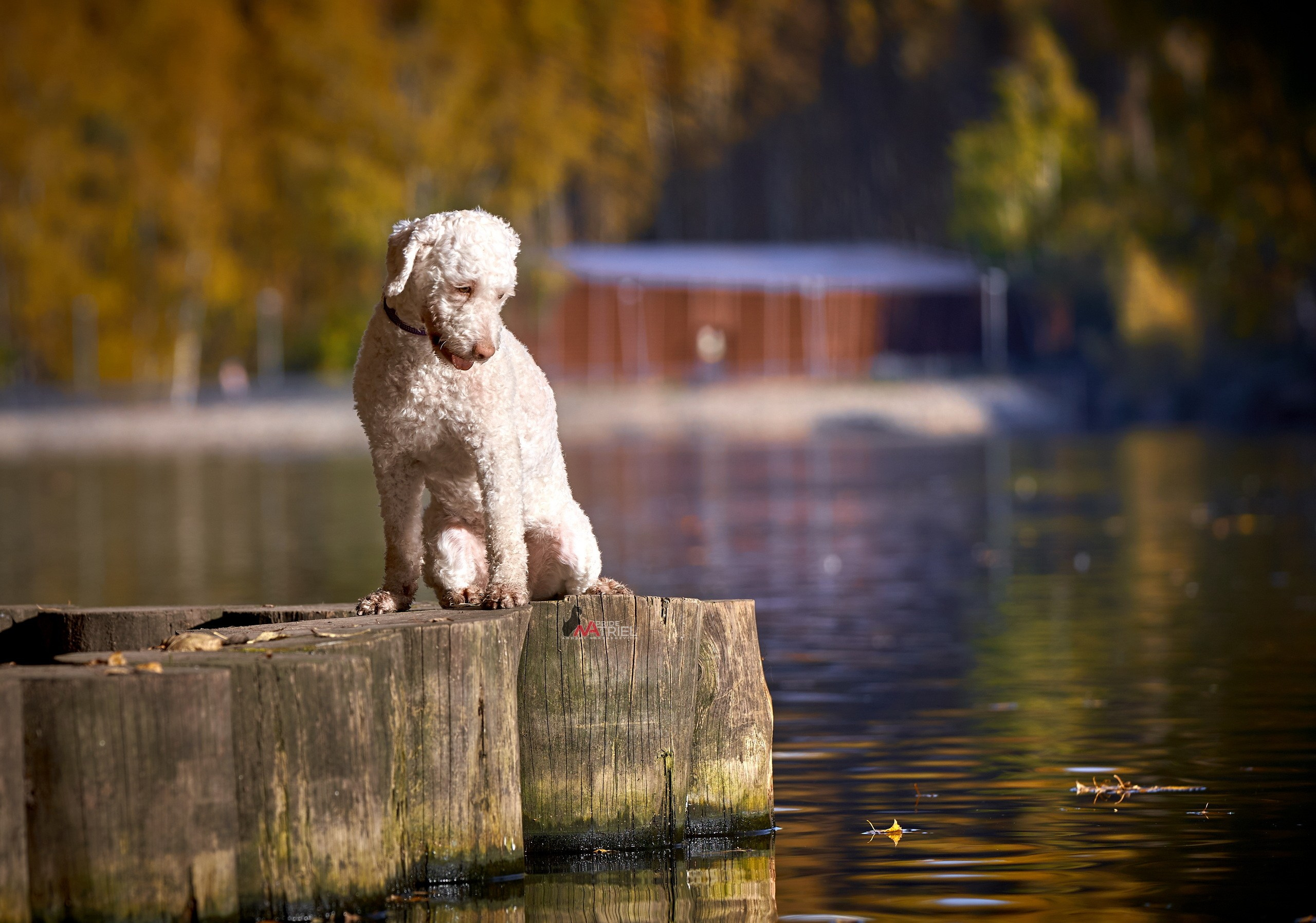 Портреты собак — галерея NATRIEL