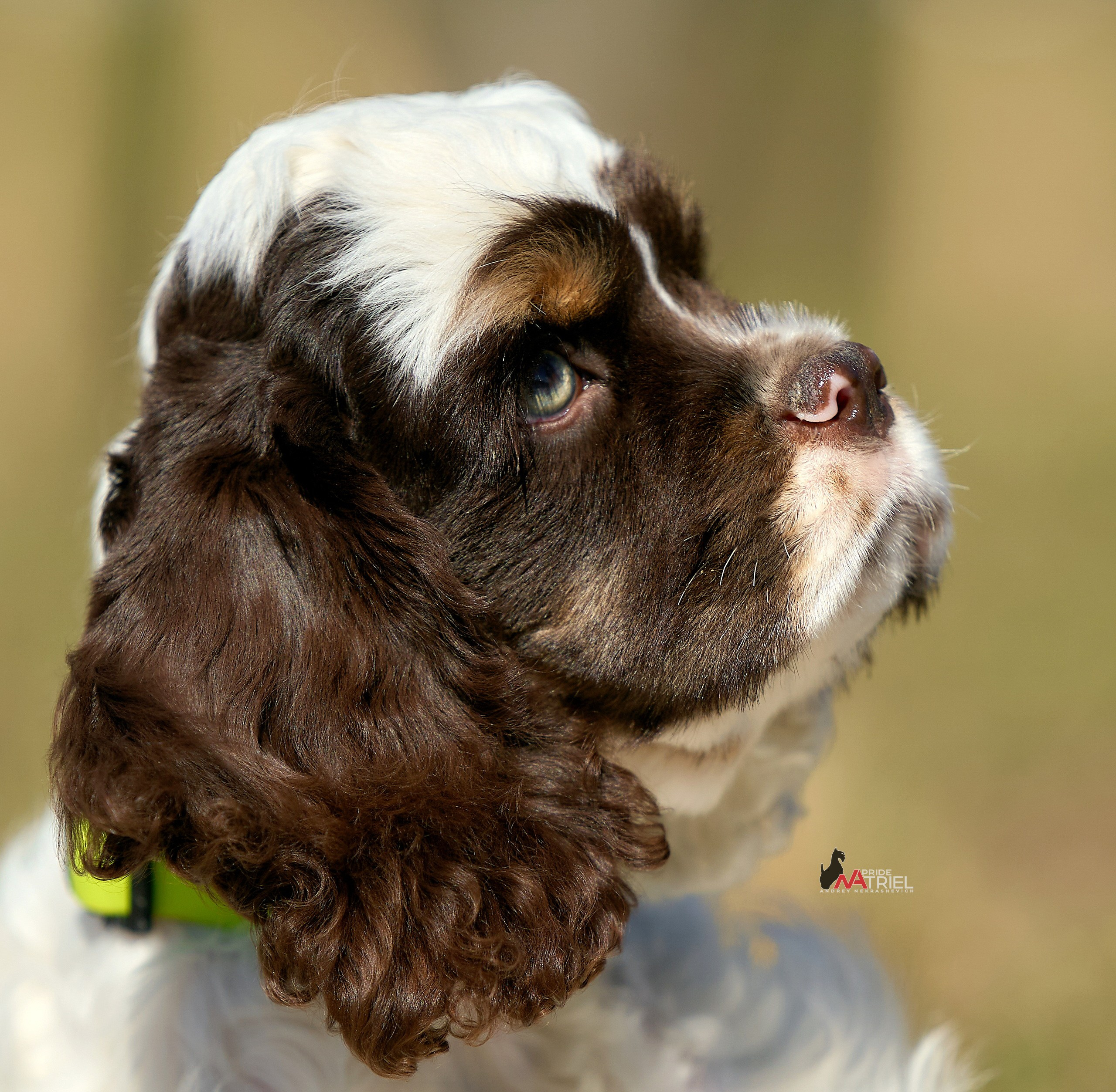 Прогулка со щенком