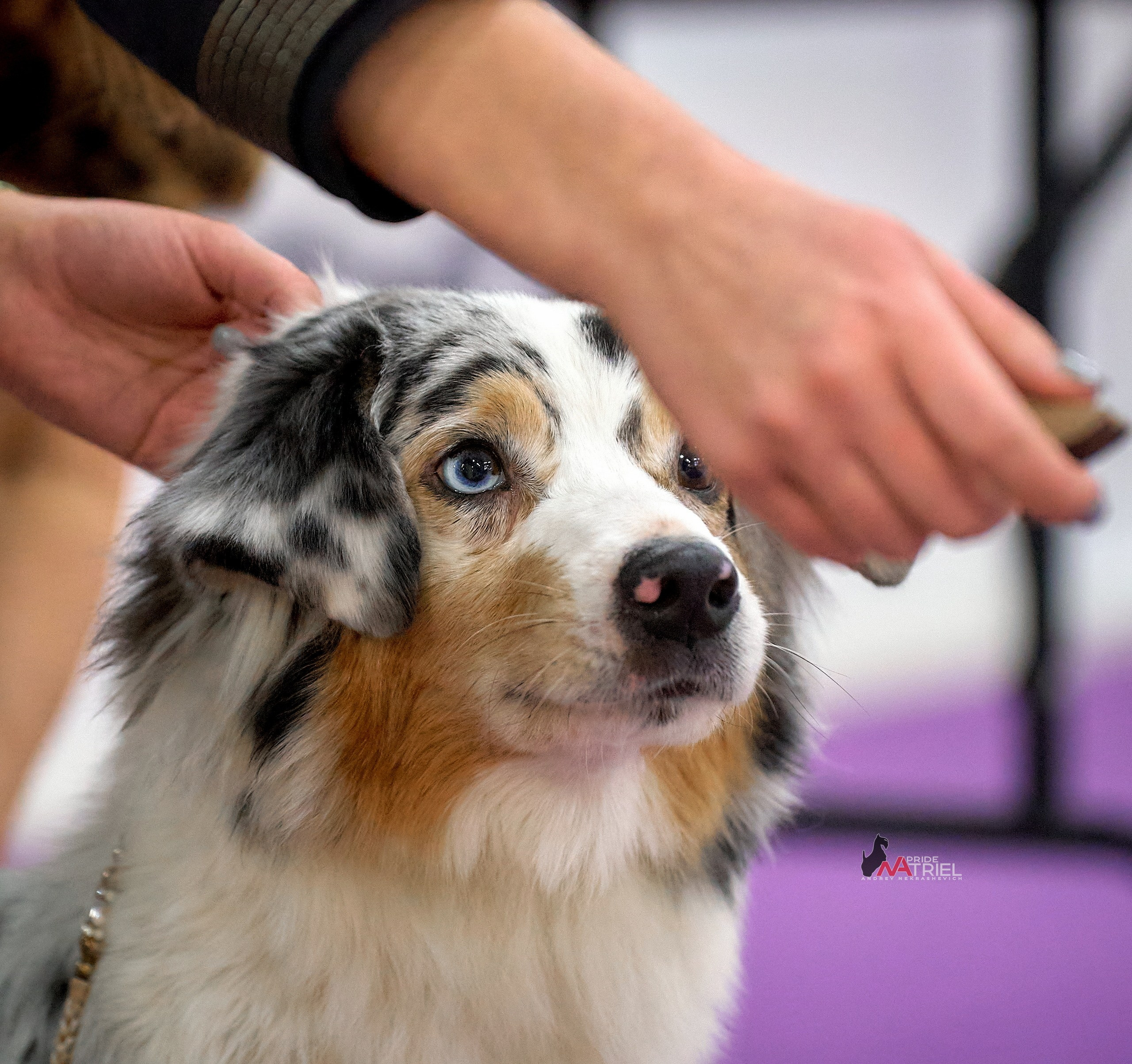 Работа в рингах — галерея NATRIEL