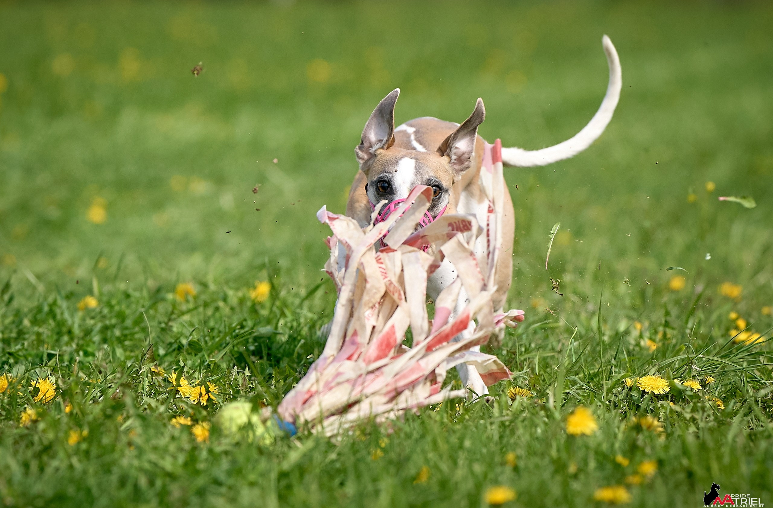 Съемка курсинг — галерея NATRIEL