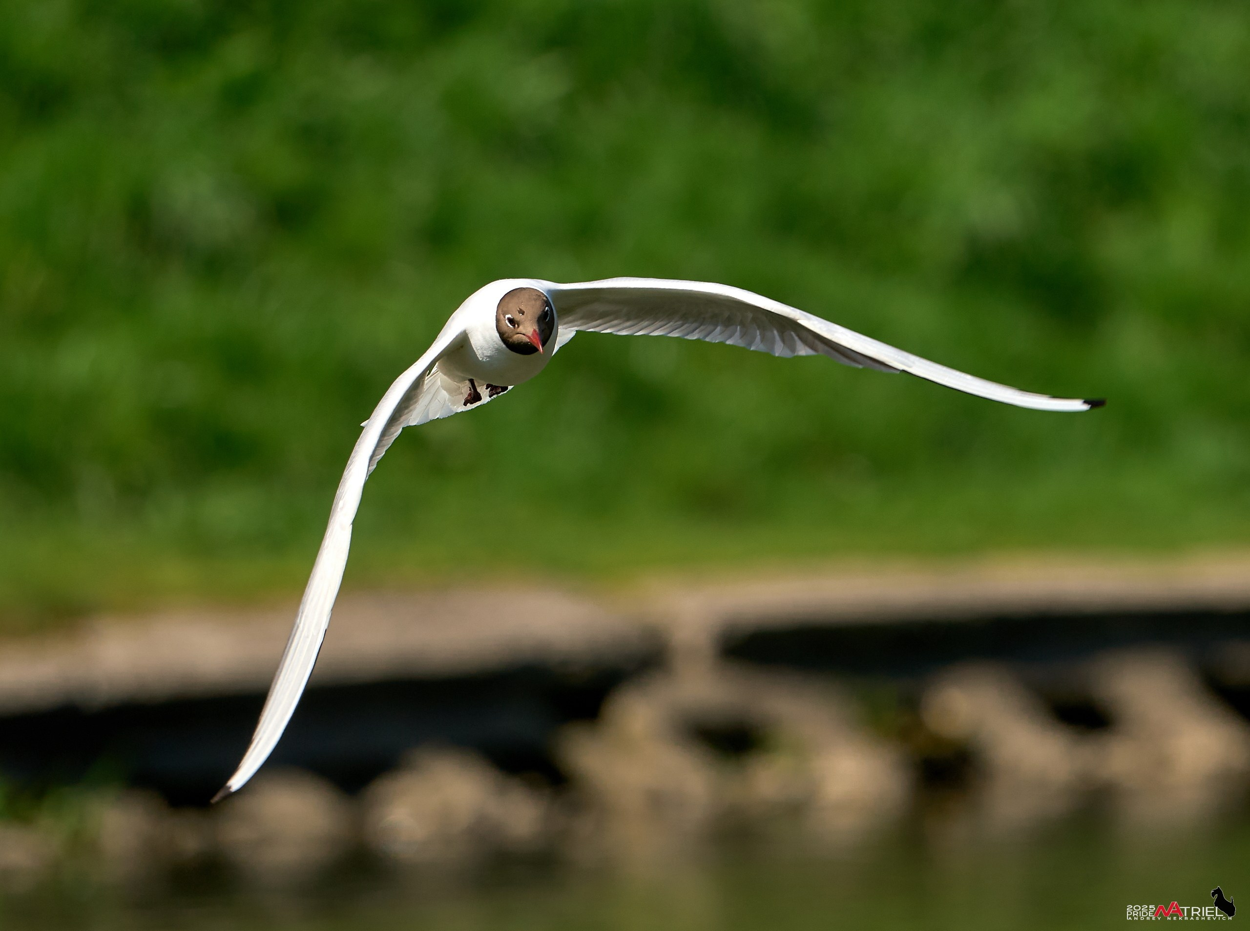 Птички и цветочки