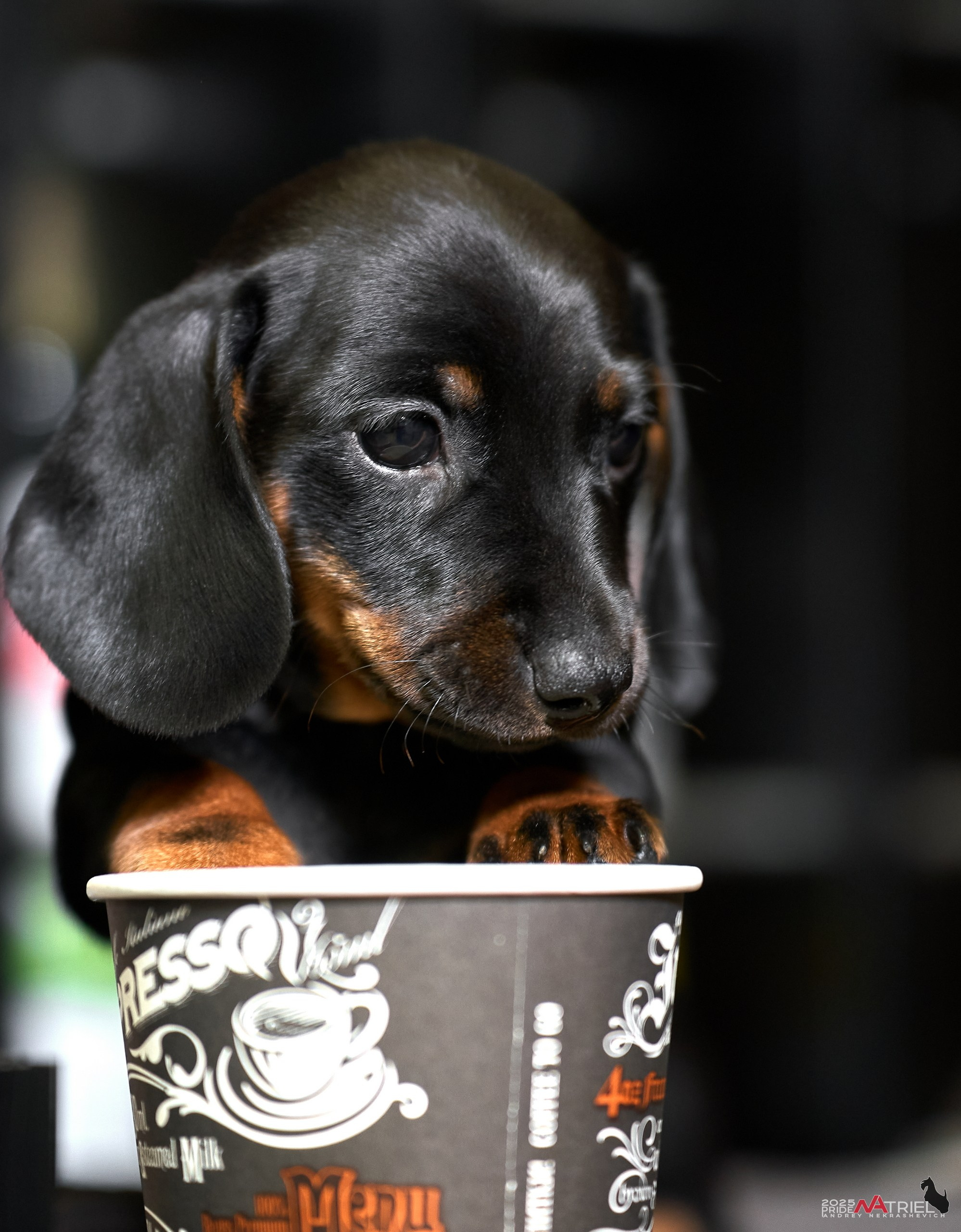 Съемка щенков таксы с мобильным светом