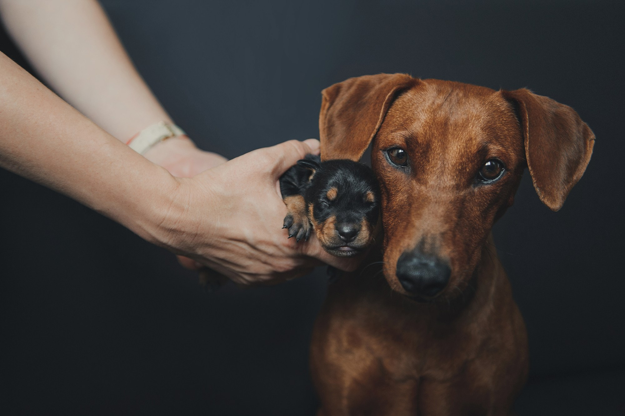 Щенки. Фотограф Анна Тюрина