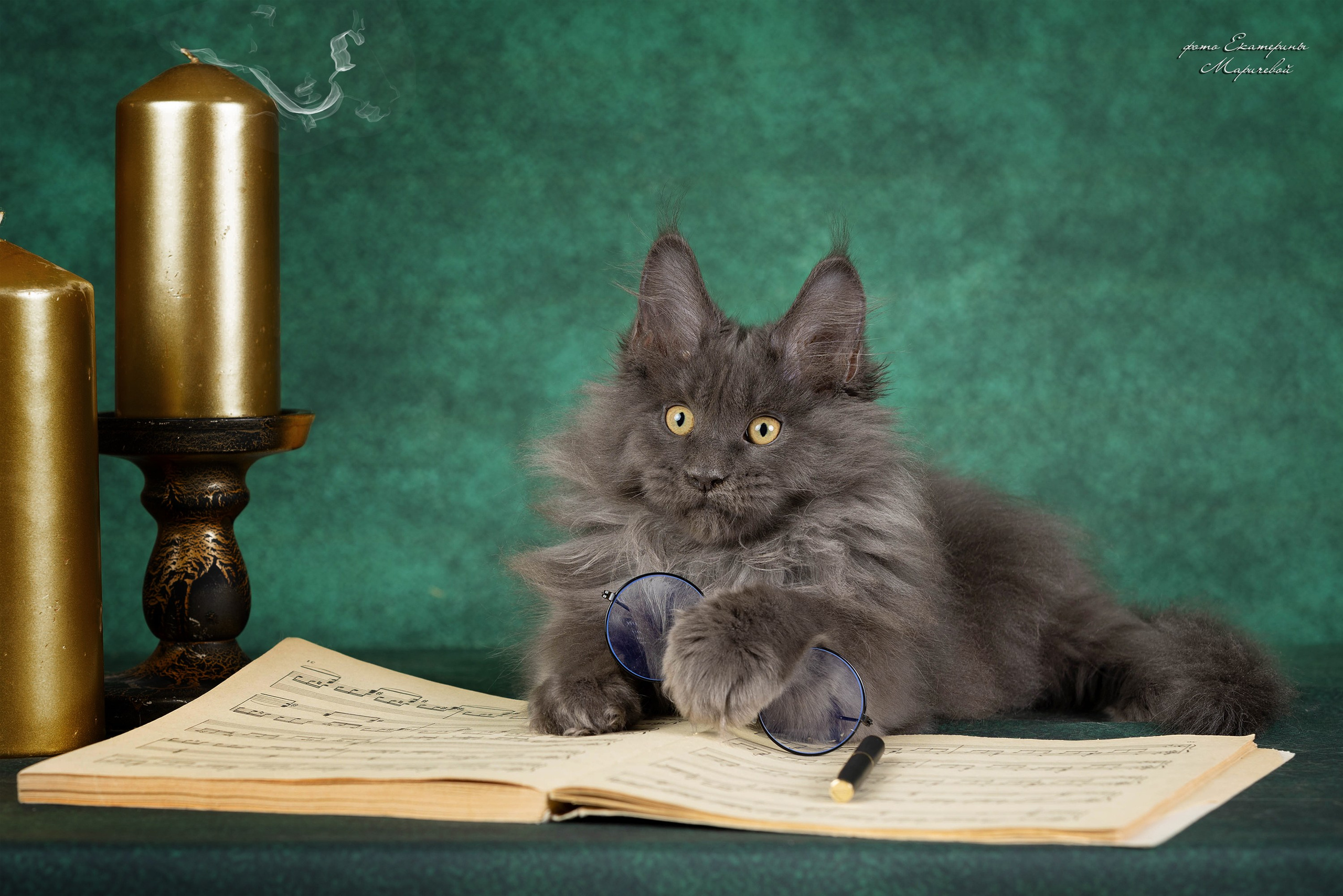 Галерея котят. Фотограф-анималист в Омске Екатерина Маричева