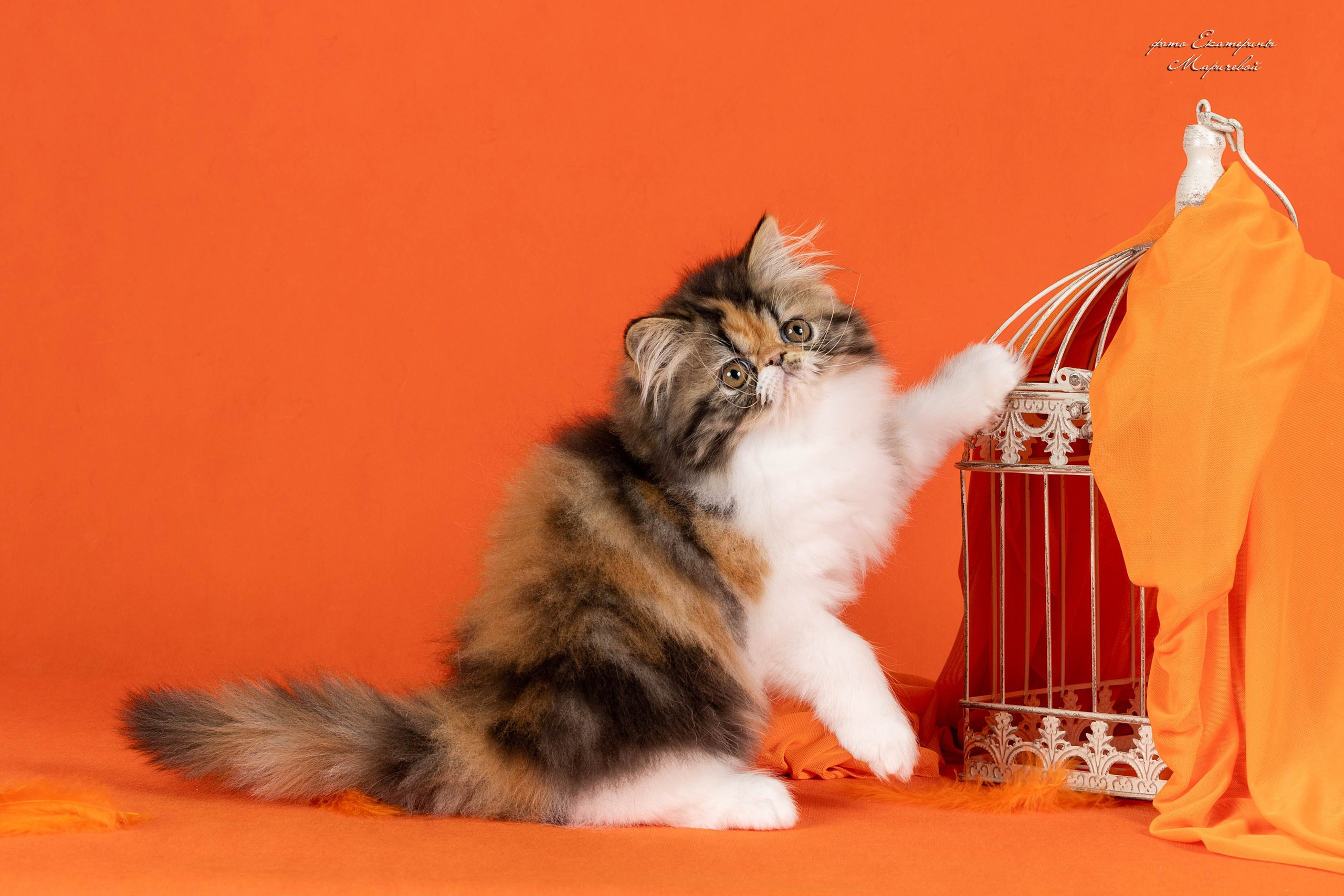 Галерея котят. Фотограф-анималист в Омске Екатерина Маричева