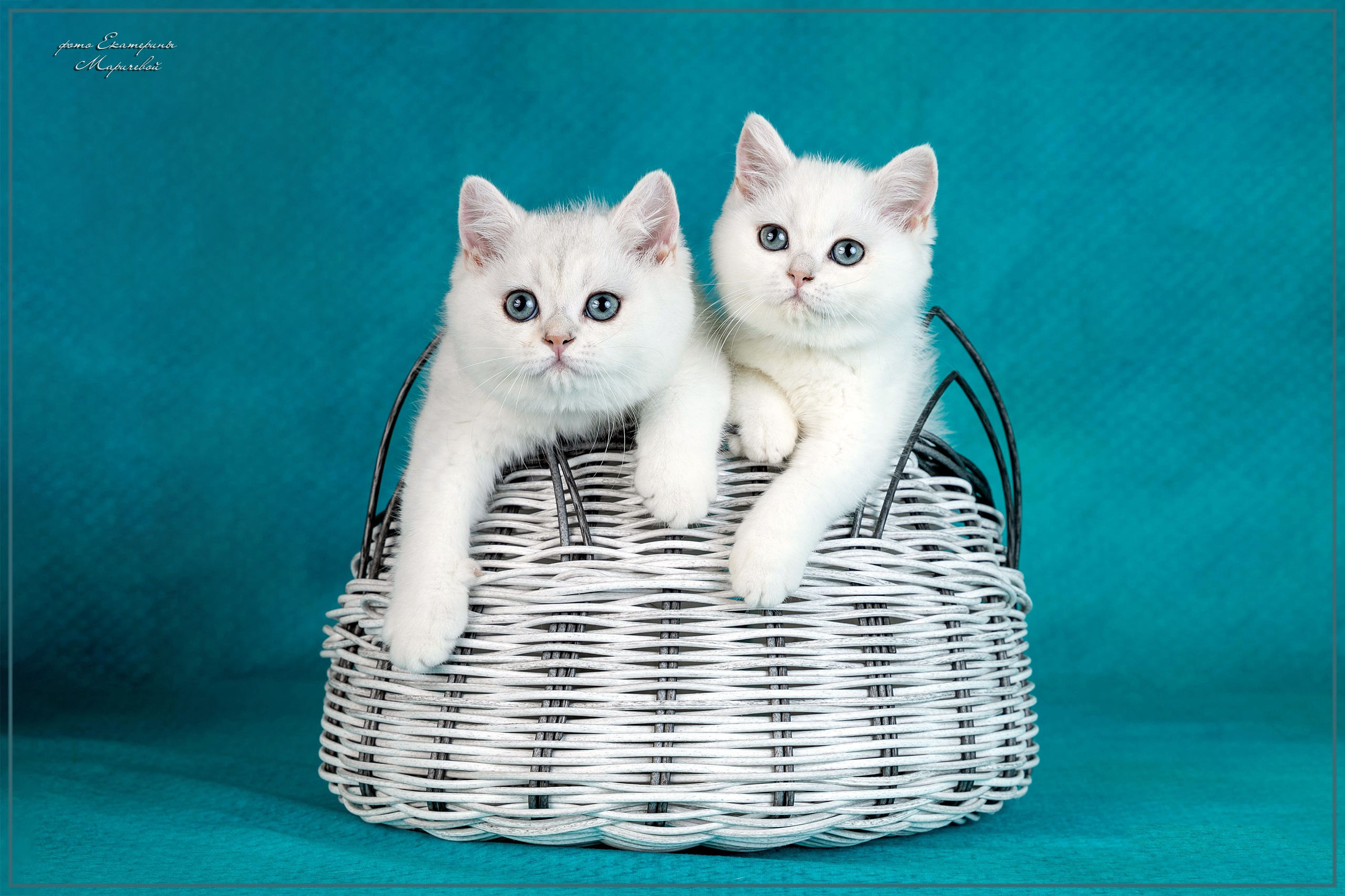 Стендовая съёмка на выставках кошек. Фотограф-анималист в Омске Екатерина Маричева