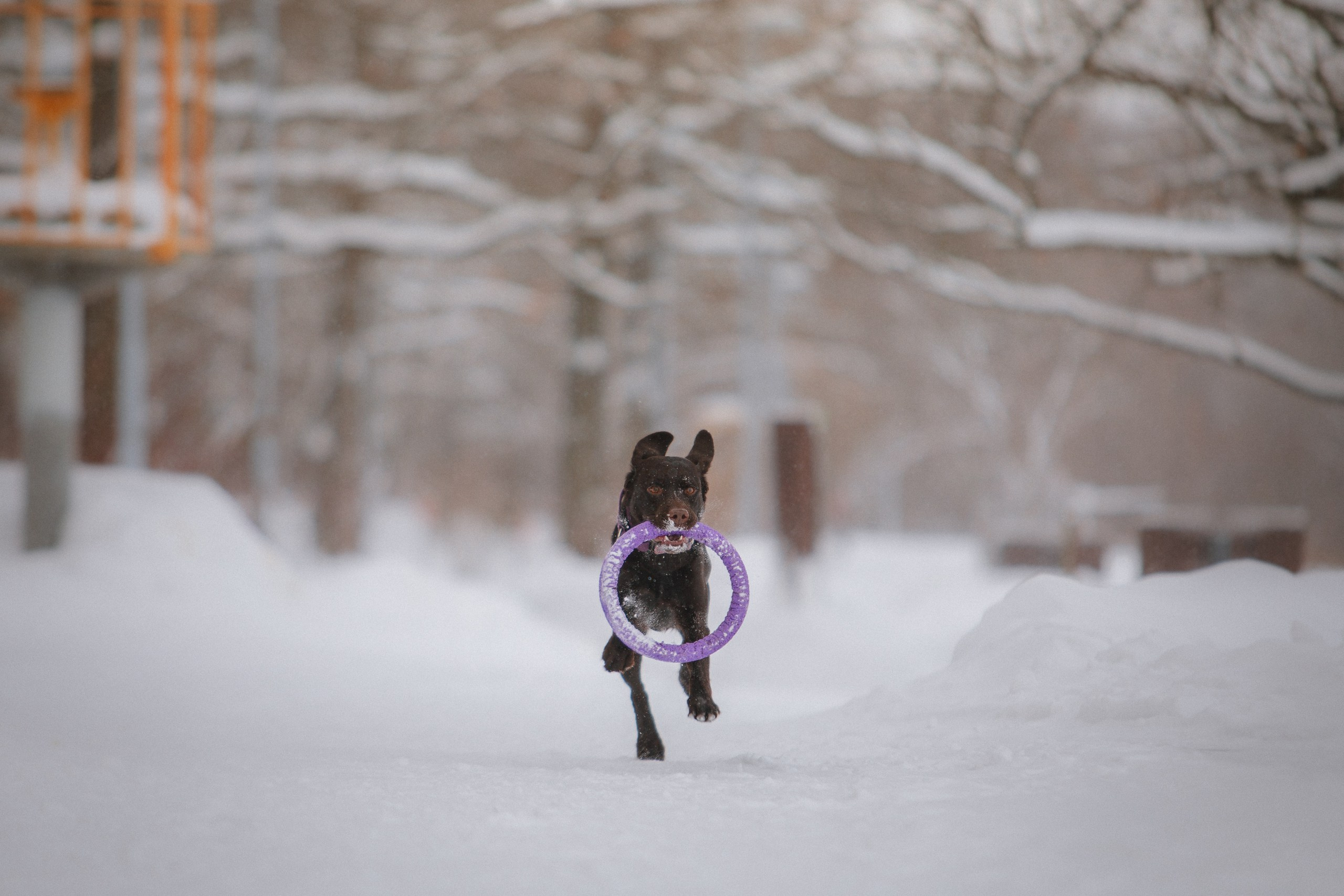 Йоло и Акира. Фотограф анималист Кузнецова Анна Нижний Новгород