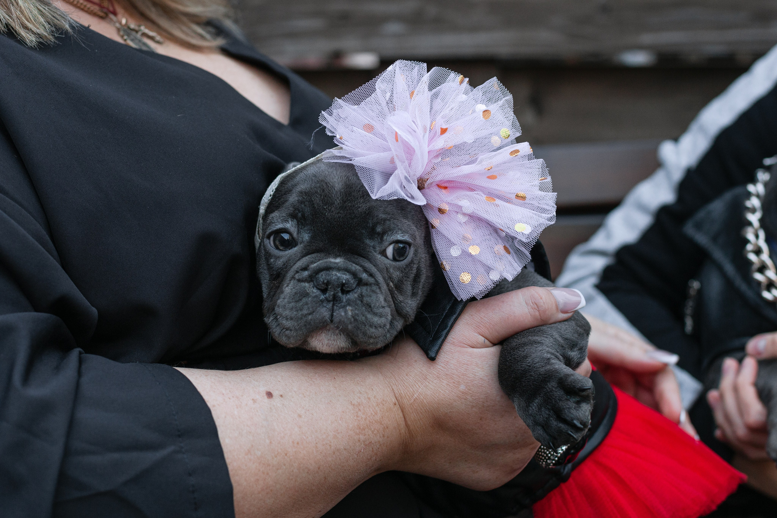 Бульбалл 23.04.2023. Фотограф-анималист Татьяна Степанова