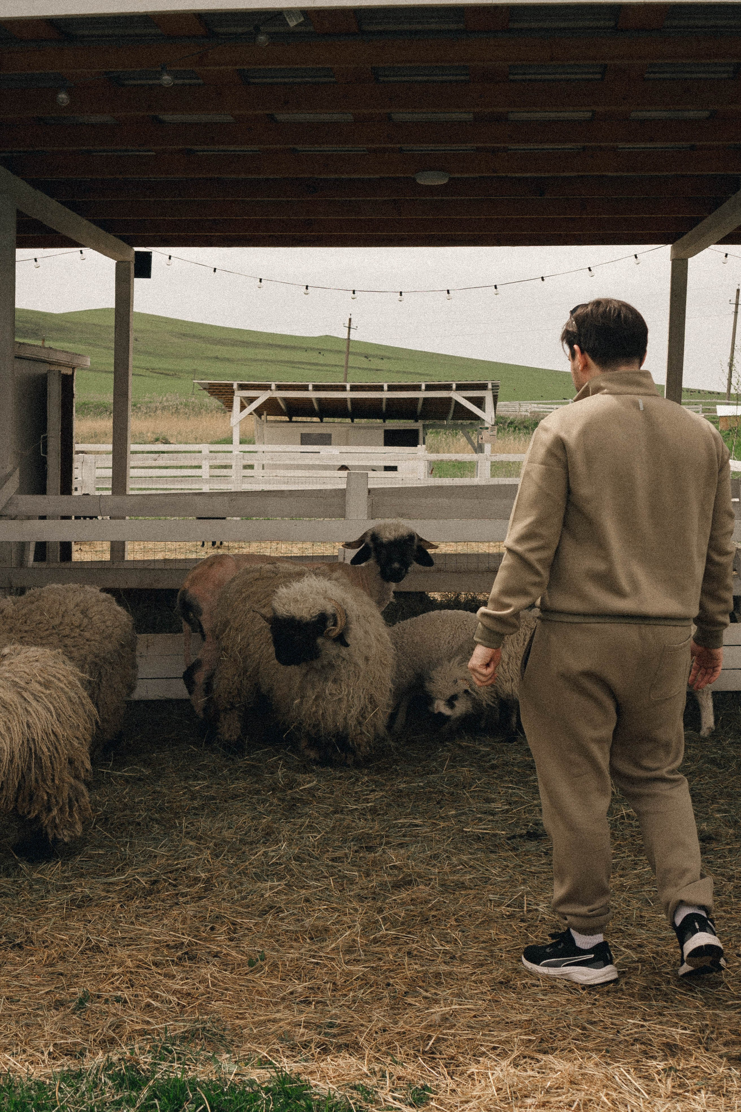 Ферма Альпак. Профессиональный фотограф, Санкт-Петербург — Виктория Богомолова
