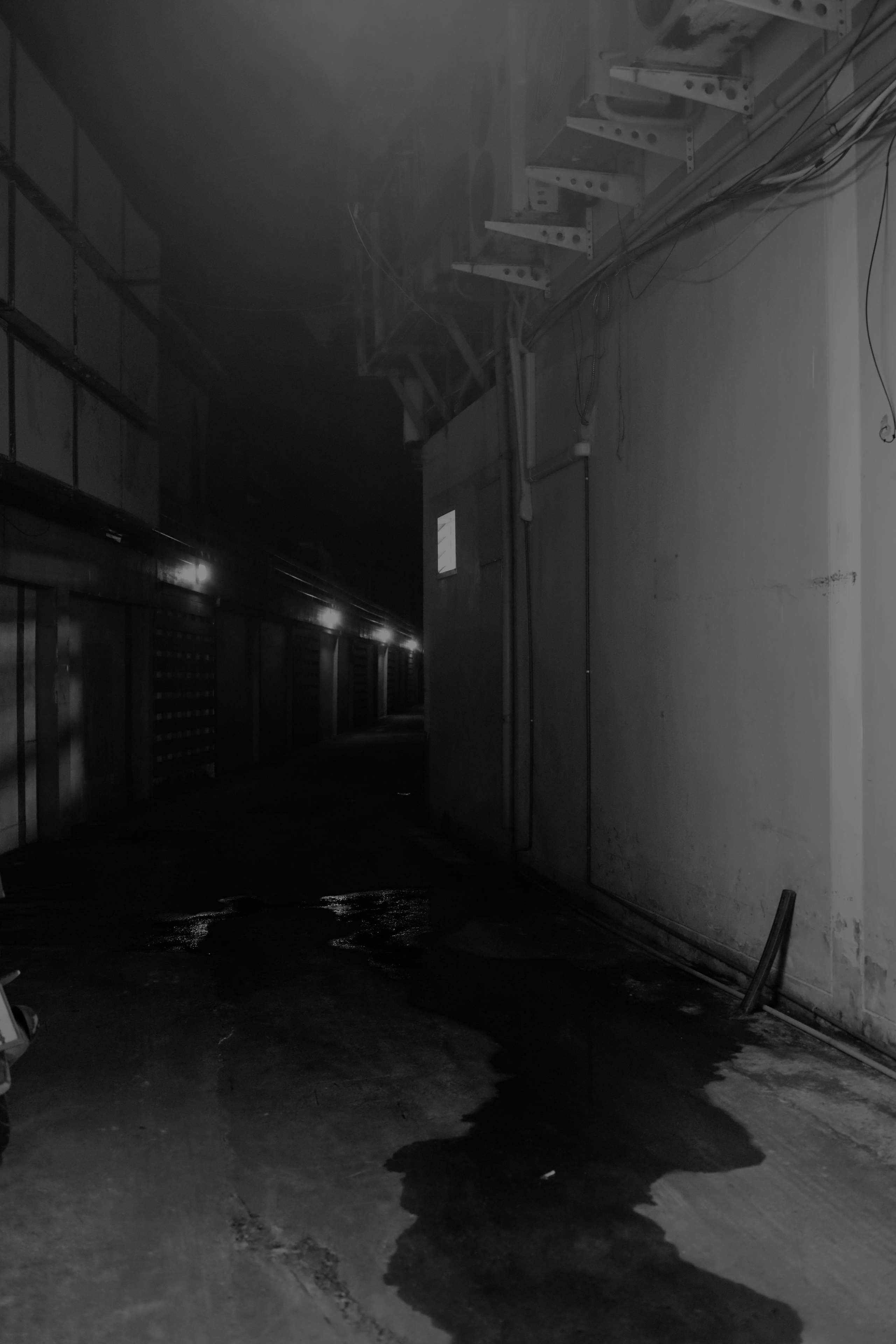 Night inhabitants of Samui Island / Thailand 2024. POLINA MÔMOT