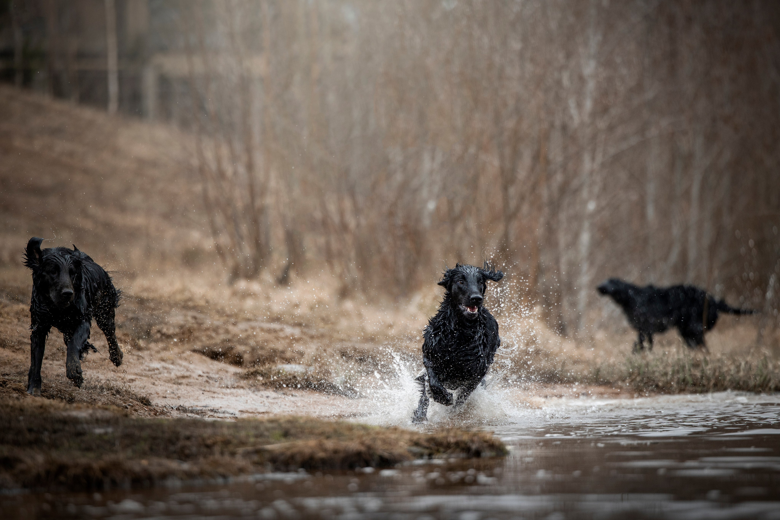 Ора, Ева, Рози и их семья. Фотограф — Анималист | Санкт-Петербург