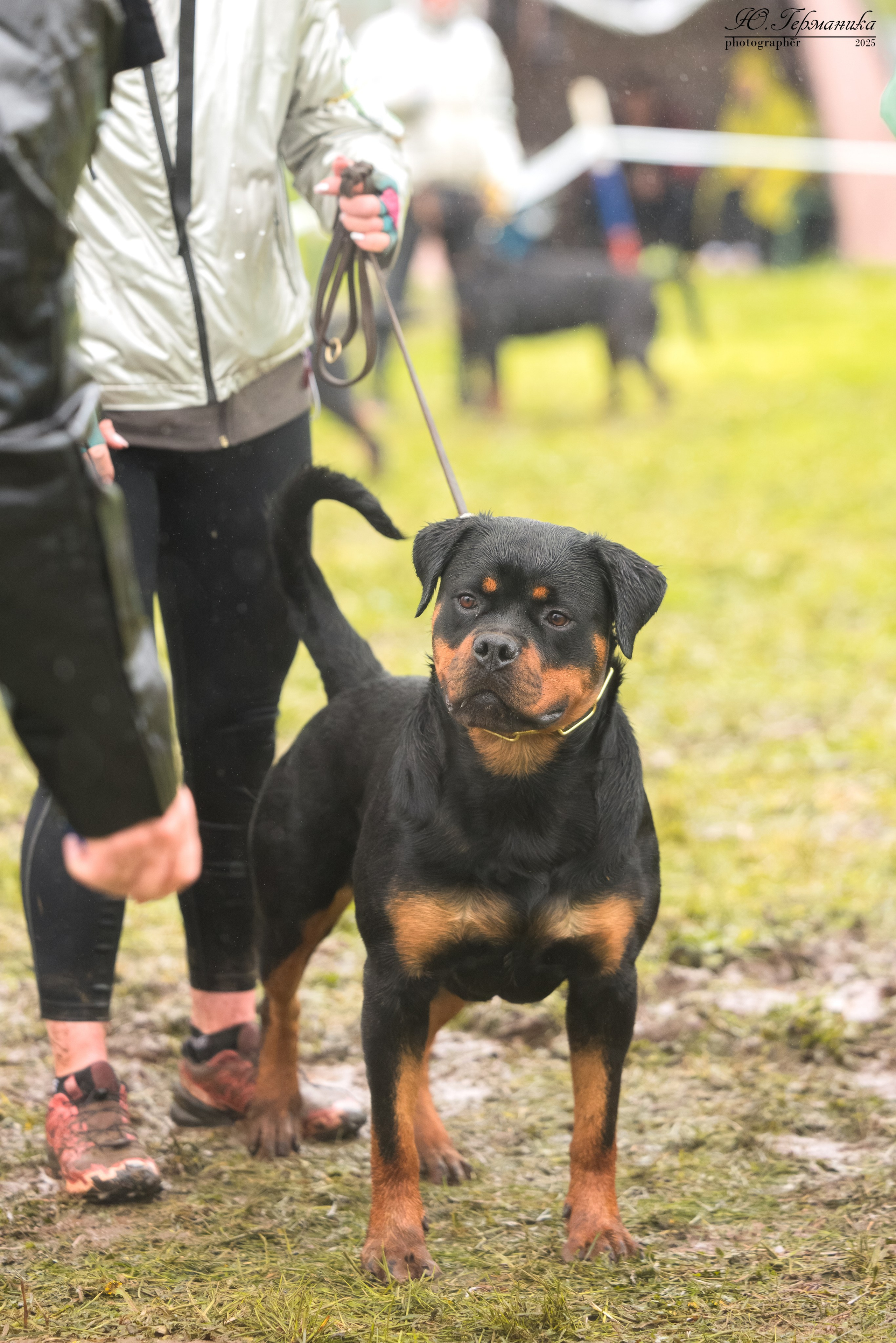 Нижний Новгород 2хмоно ротвейлеров 10-11.05.2025. Фотограф-анималист Юлия Германика