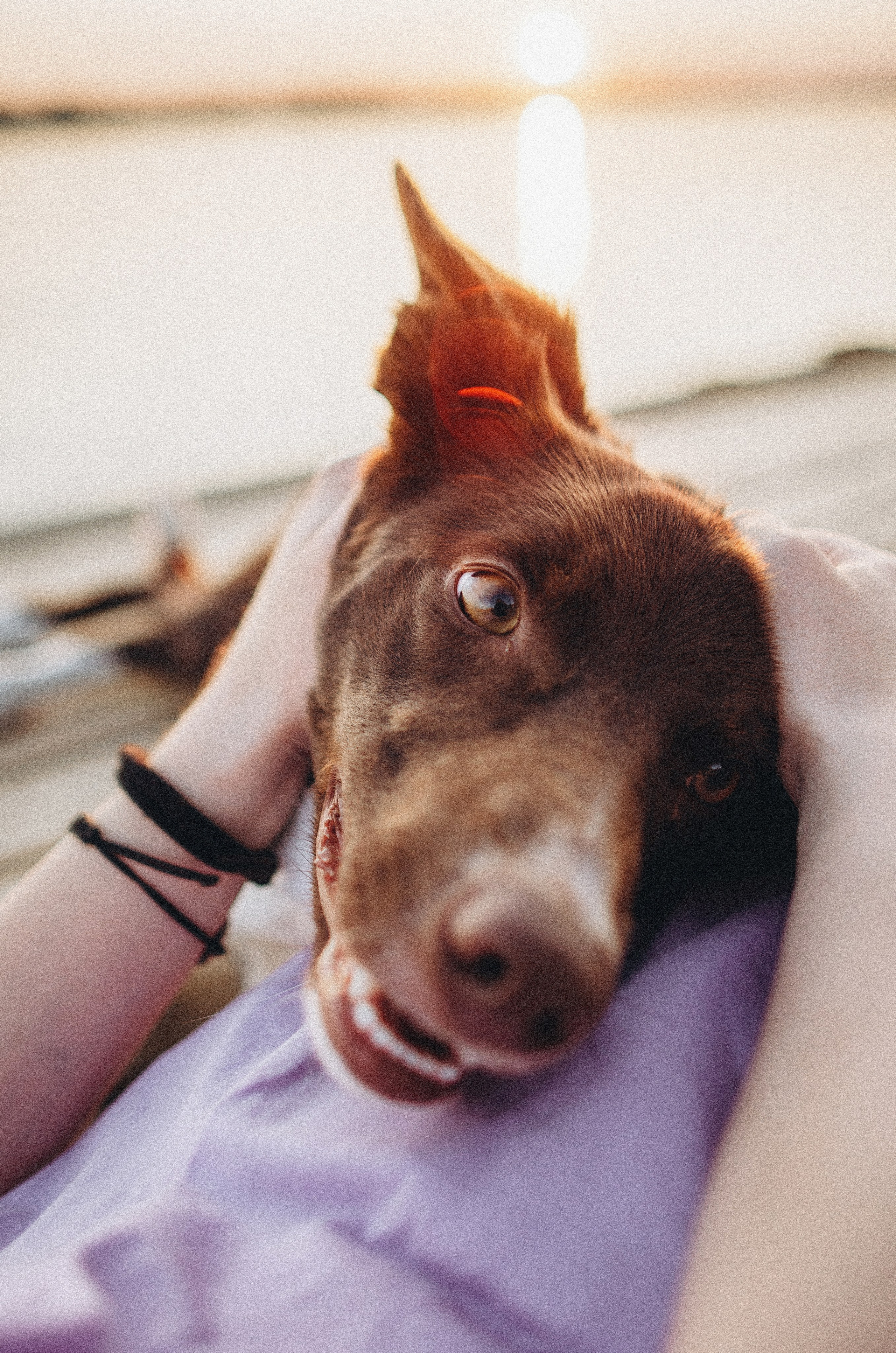 Вика и Эсса. Фотограф-анималист Богданова Полина