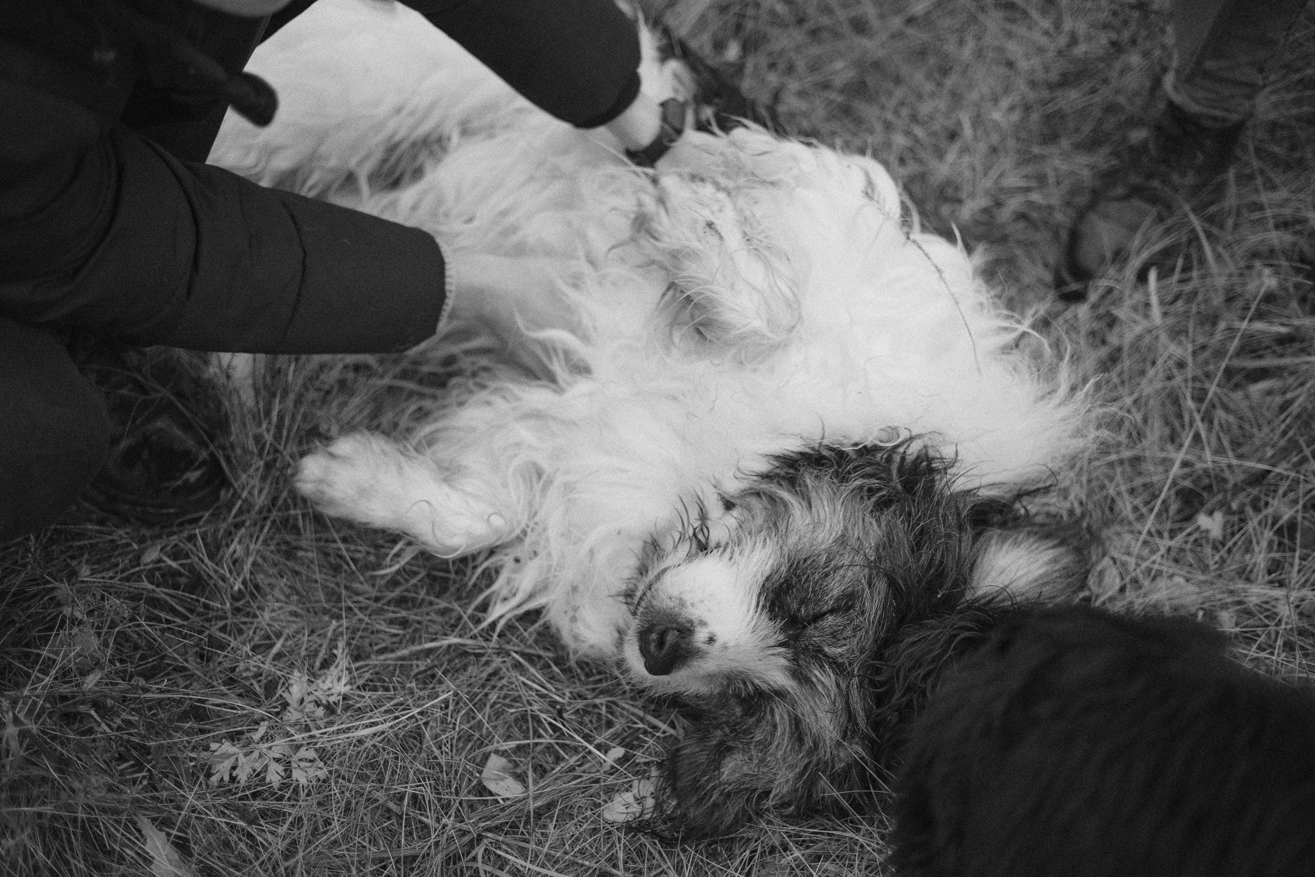 Даша, Глеб, Барс и Бруно. Фотограф-анималист Богданова Полина