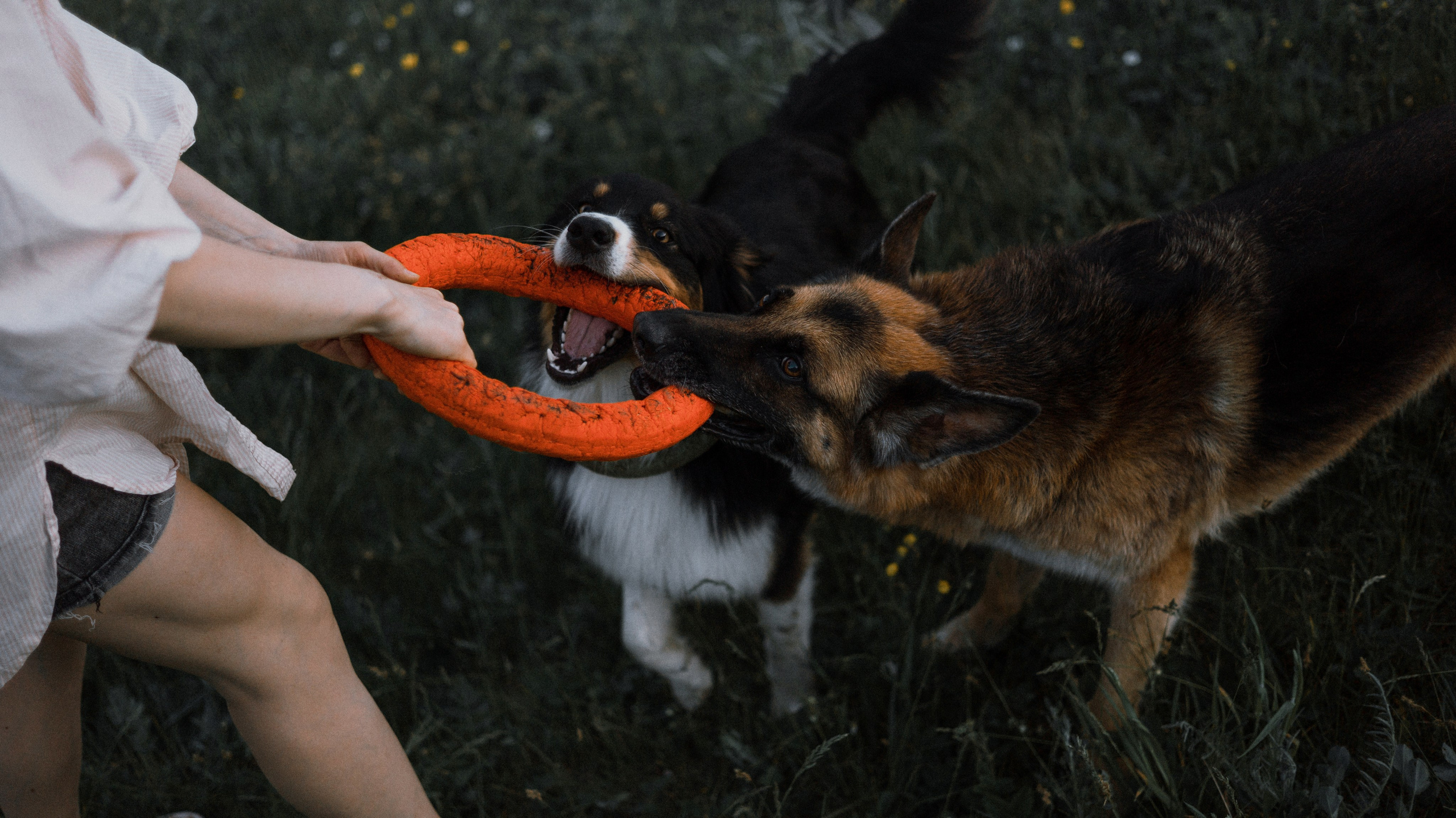 Настя, Шуня, Милка и Тигуан. Фотограф-анималист Богданова Полина