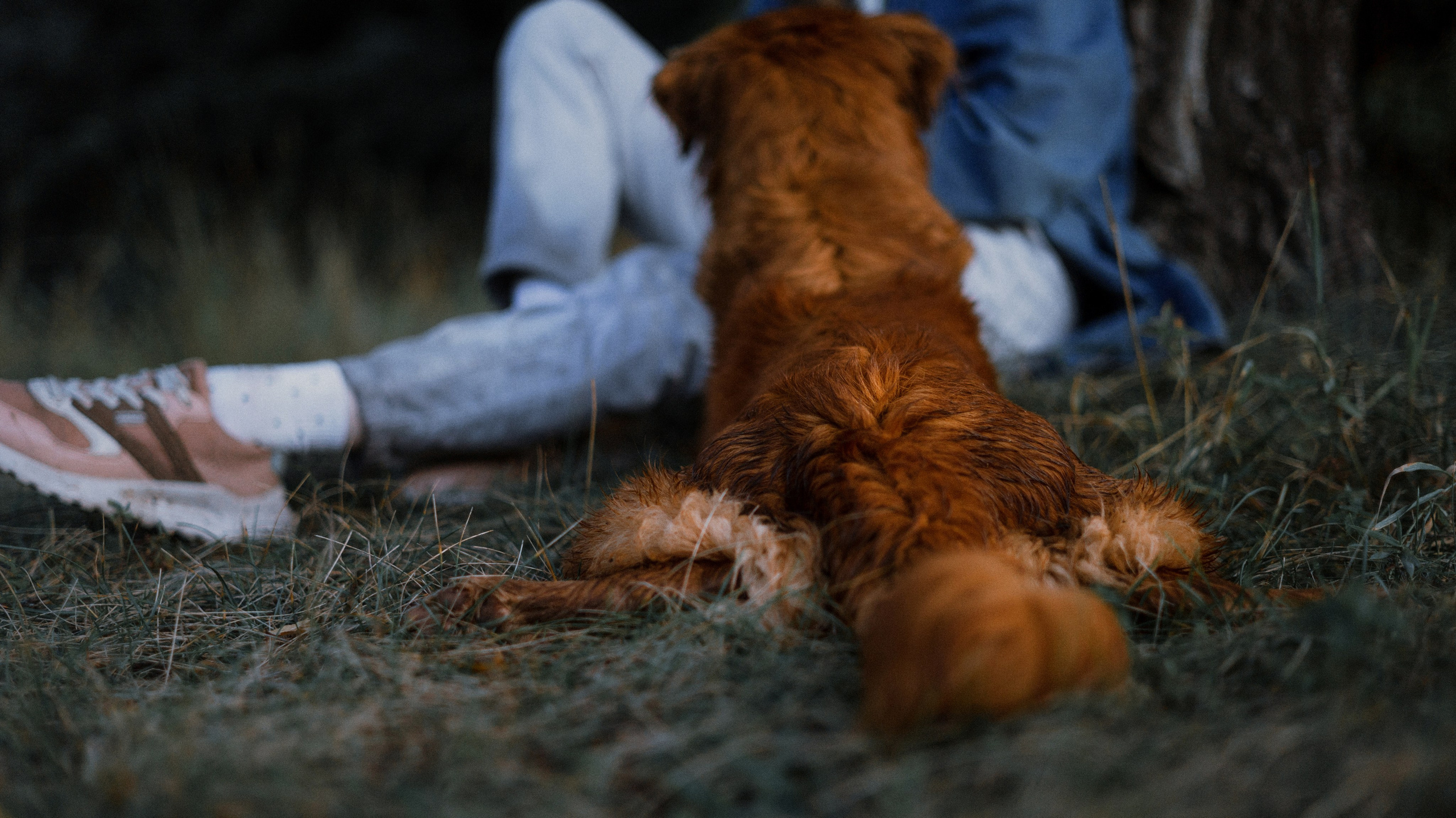 Ксюша и Мэди. Фотограф-анималист Богданова Полина