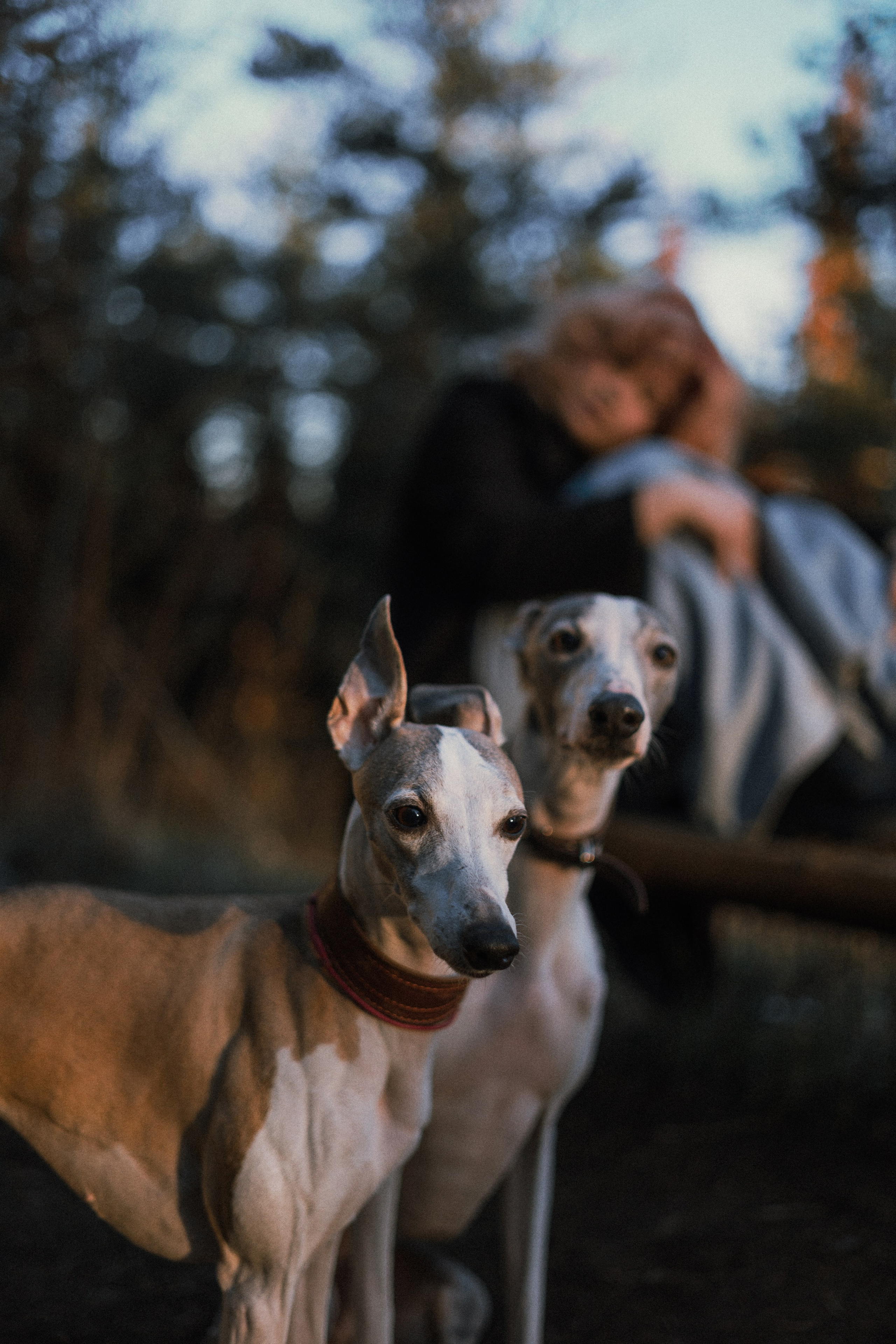 Вика, Джем и Белла. Фотограф-анималист Богданова Полина