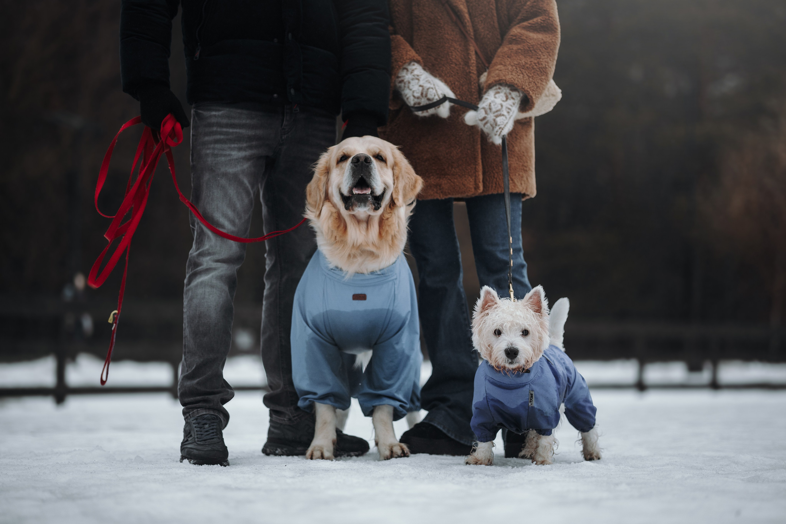 Шелби, Ватсон и ребята. Фотограф — Анималист | Санкт-Петербург
