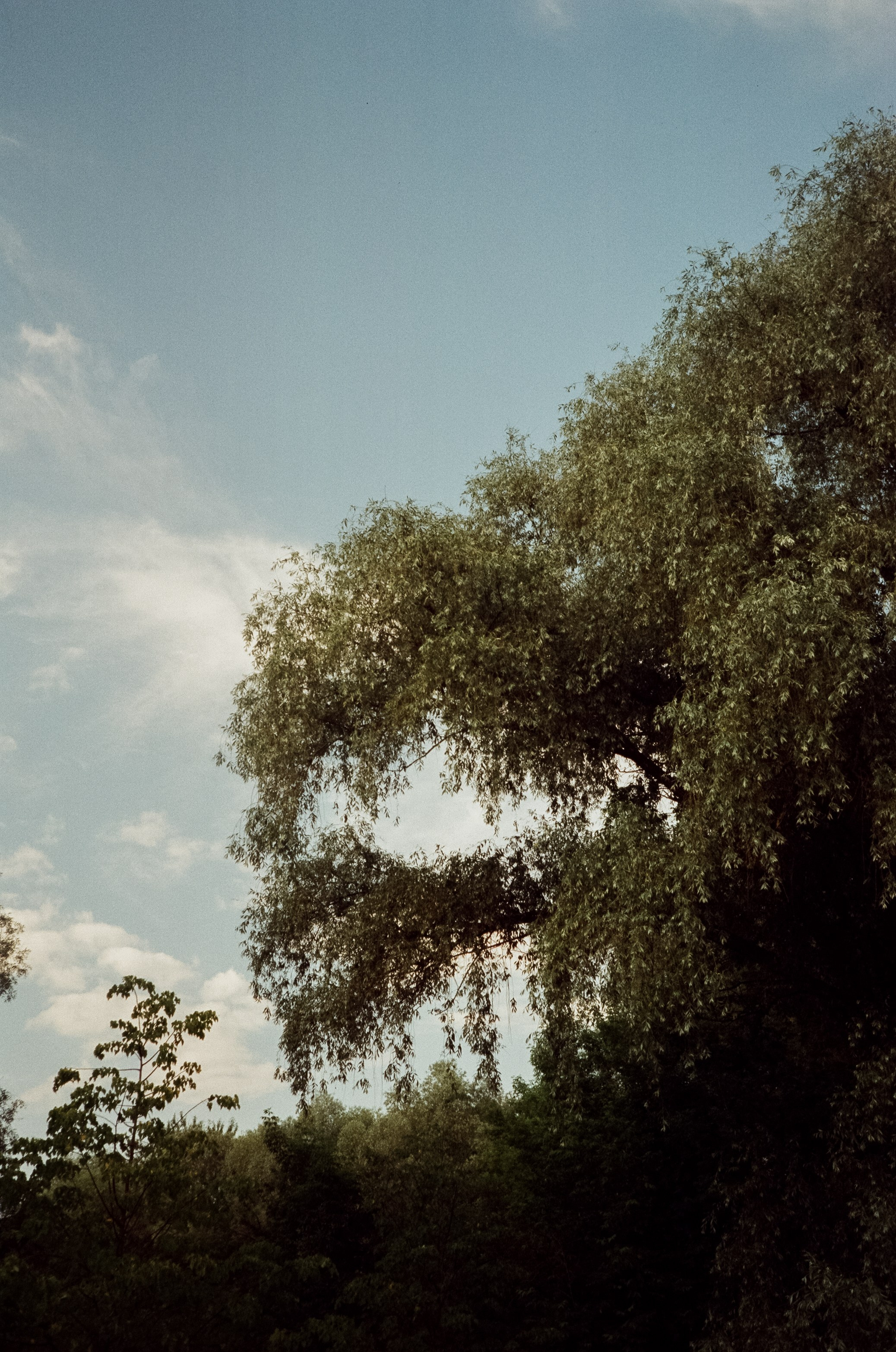 Agfa Optima Sensor 1035 / SFL 250D / тестовая пленка Строгино у речки