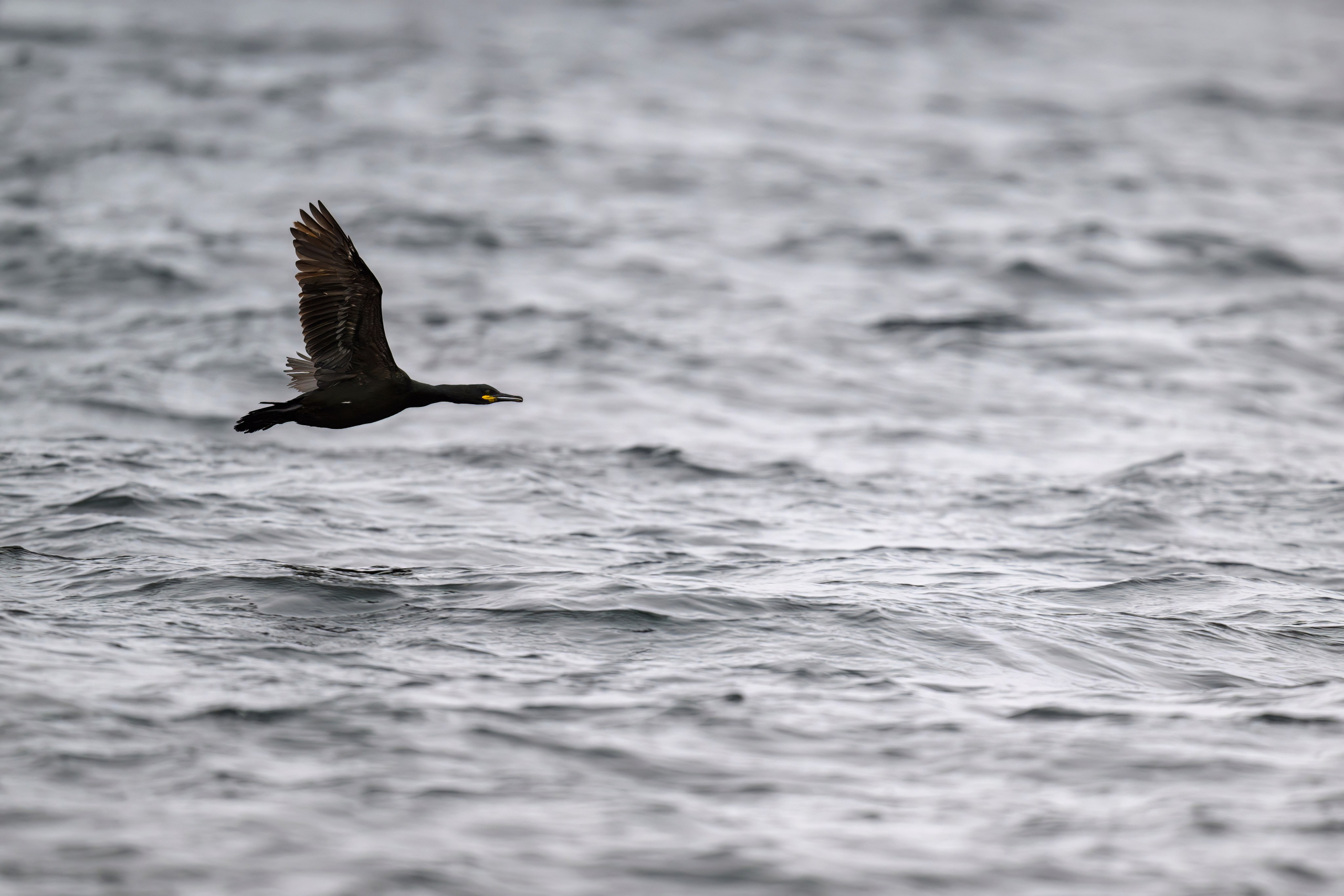 Мурманская область. Июнь 2024. Фотограф Сергей Пупонин