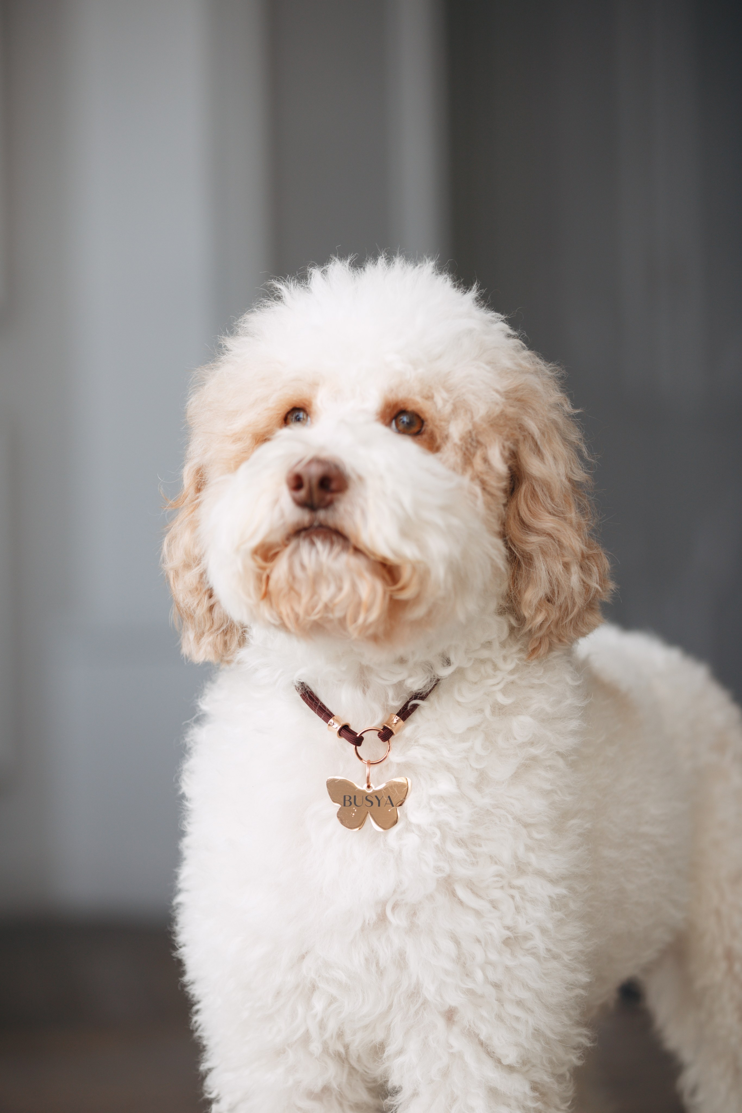 Bmbh лежанки и адресники. Фотограф анималист Кристина Карпова, Москва