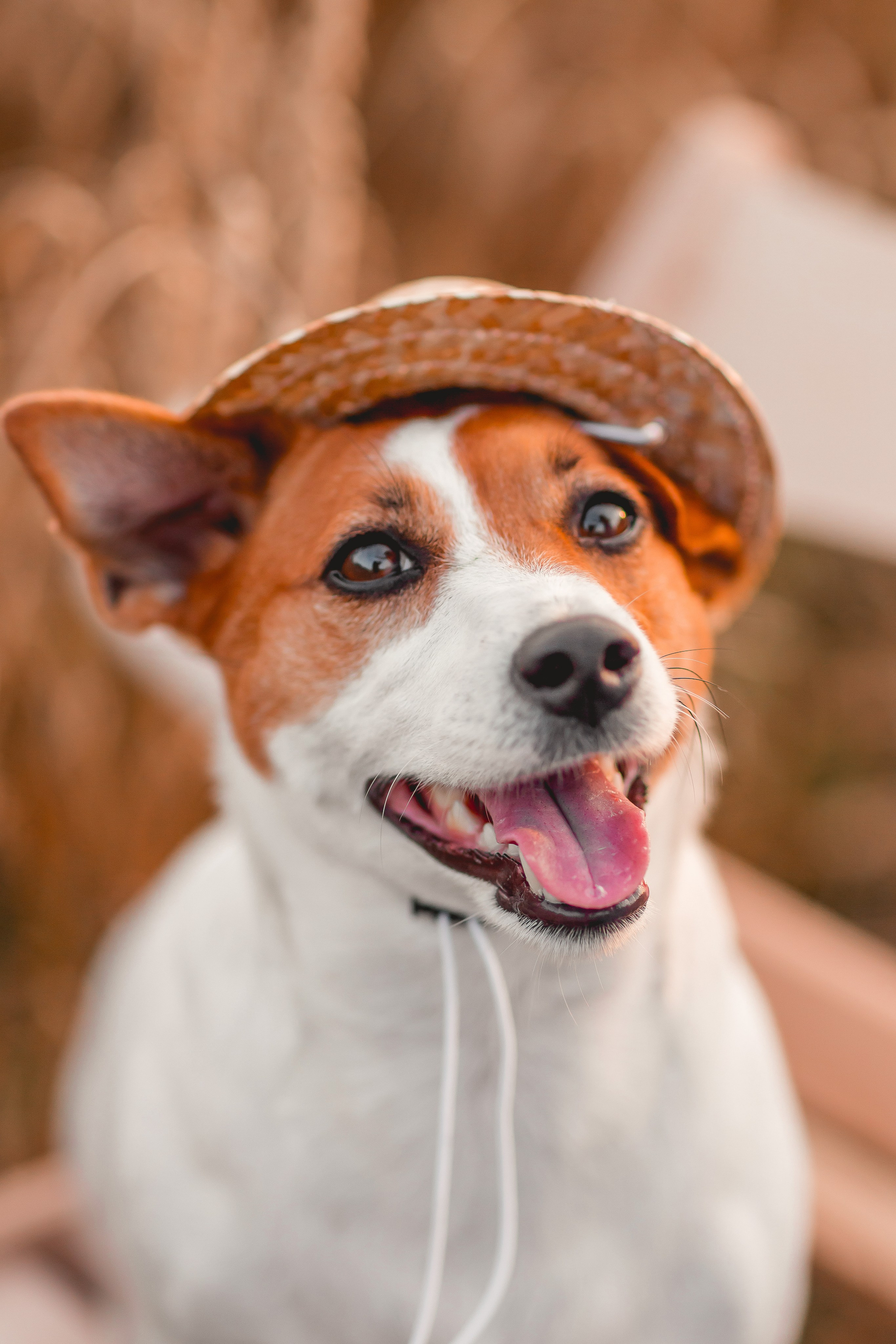 Катя и Холюша в пшеничном поле. Семейный фотограф анималист Мария Крючкова