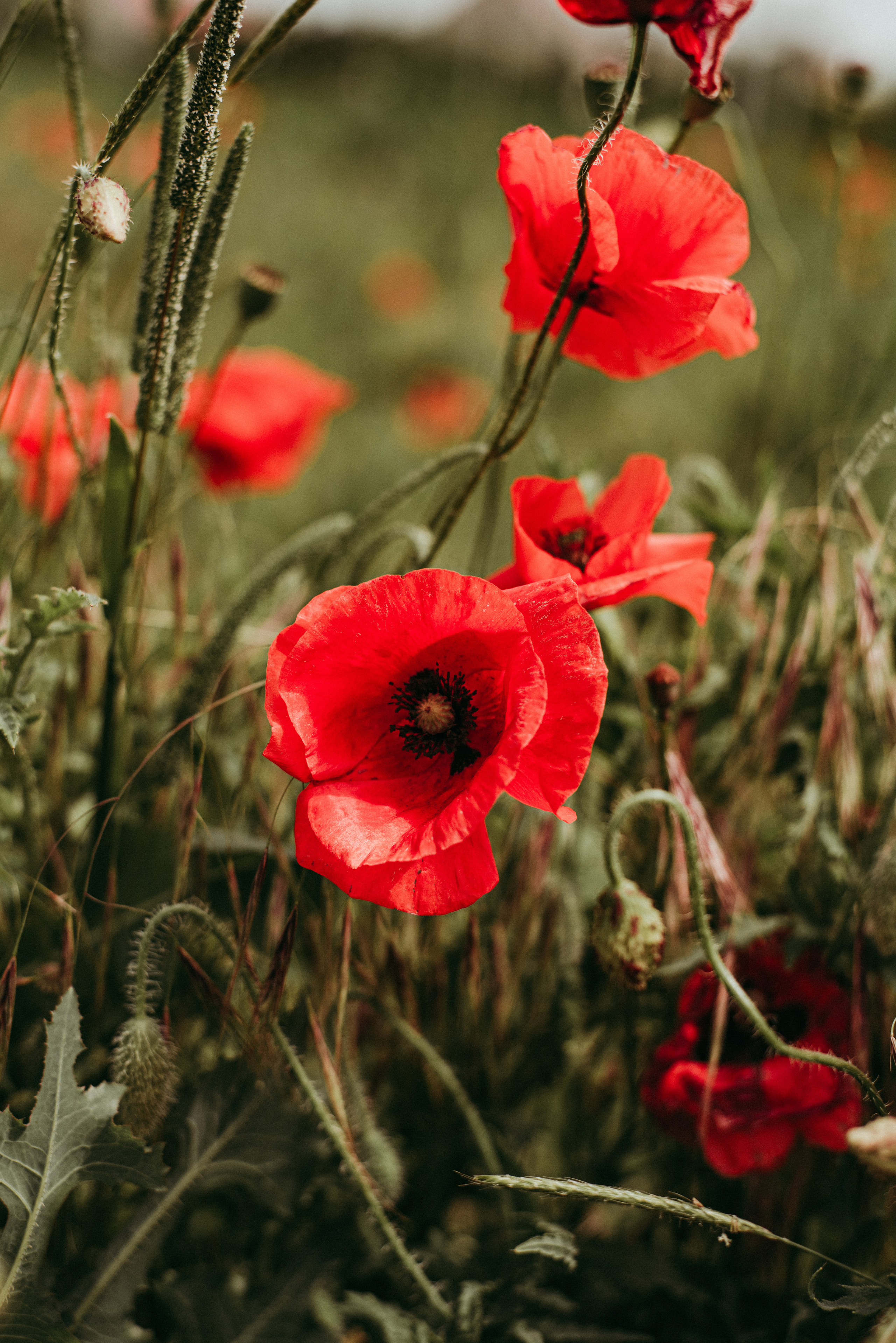 Маки. Семейный фотограф СПб