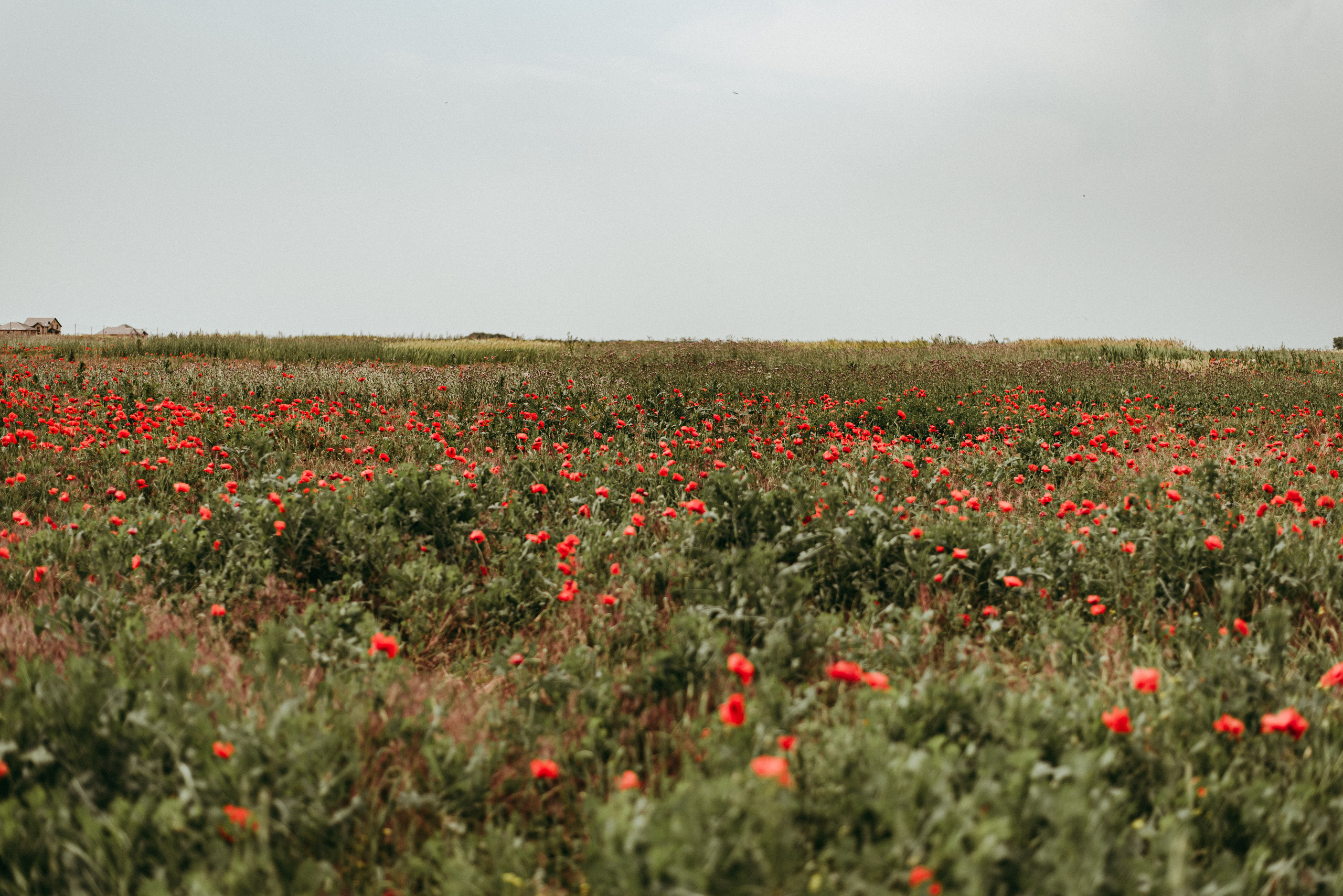 Маки. Семейный фотограф СПб