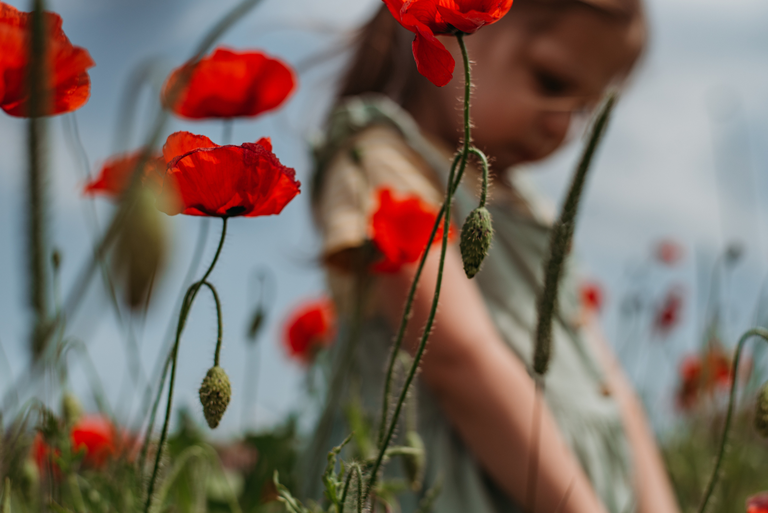 Маки. Семейный фотограф СПб