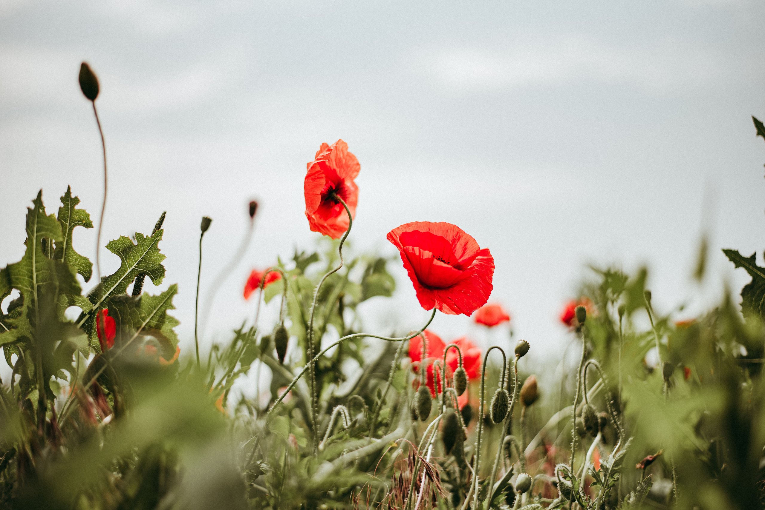 Маки. Семейный фотограф СПб