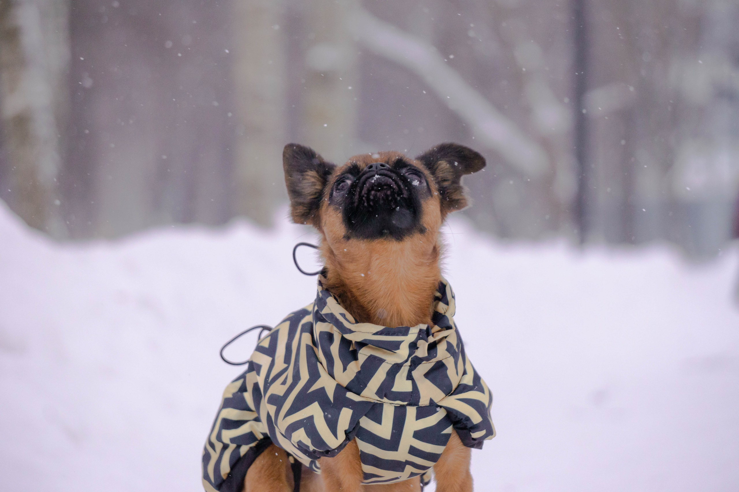 Надя и Ефим. Фотограф-анималист Ксения Воробьева, Москва