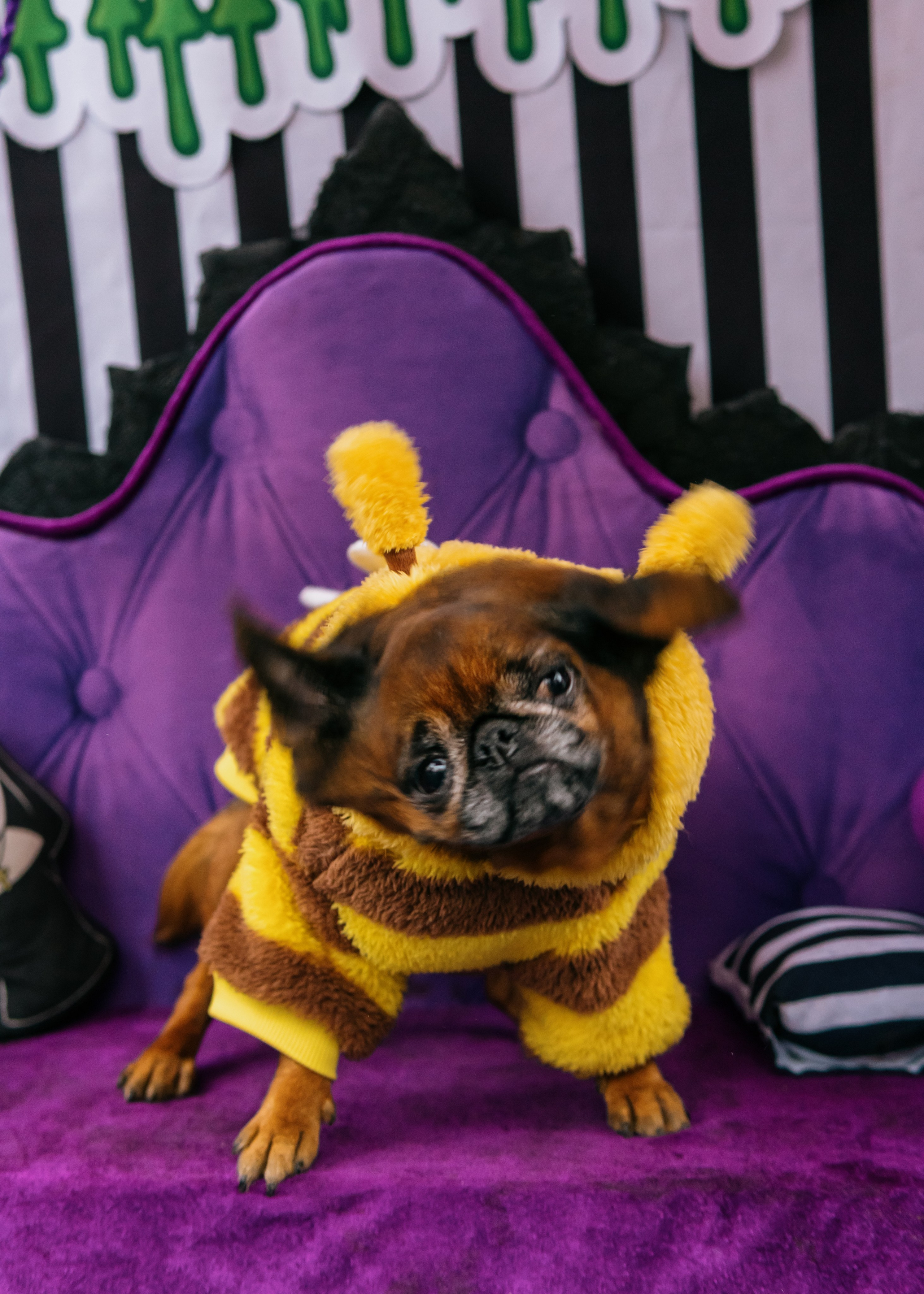 Тематическая встреча породников «Griffween». Фотограф-анималист Ксения Воробьева, Москва