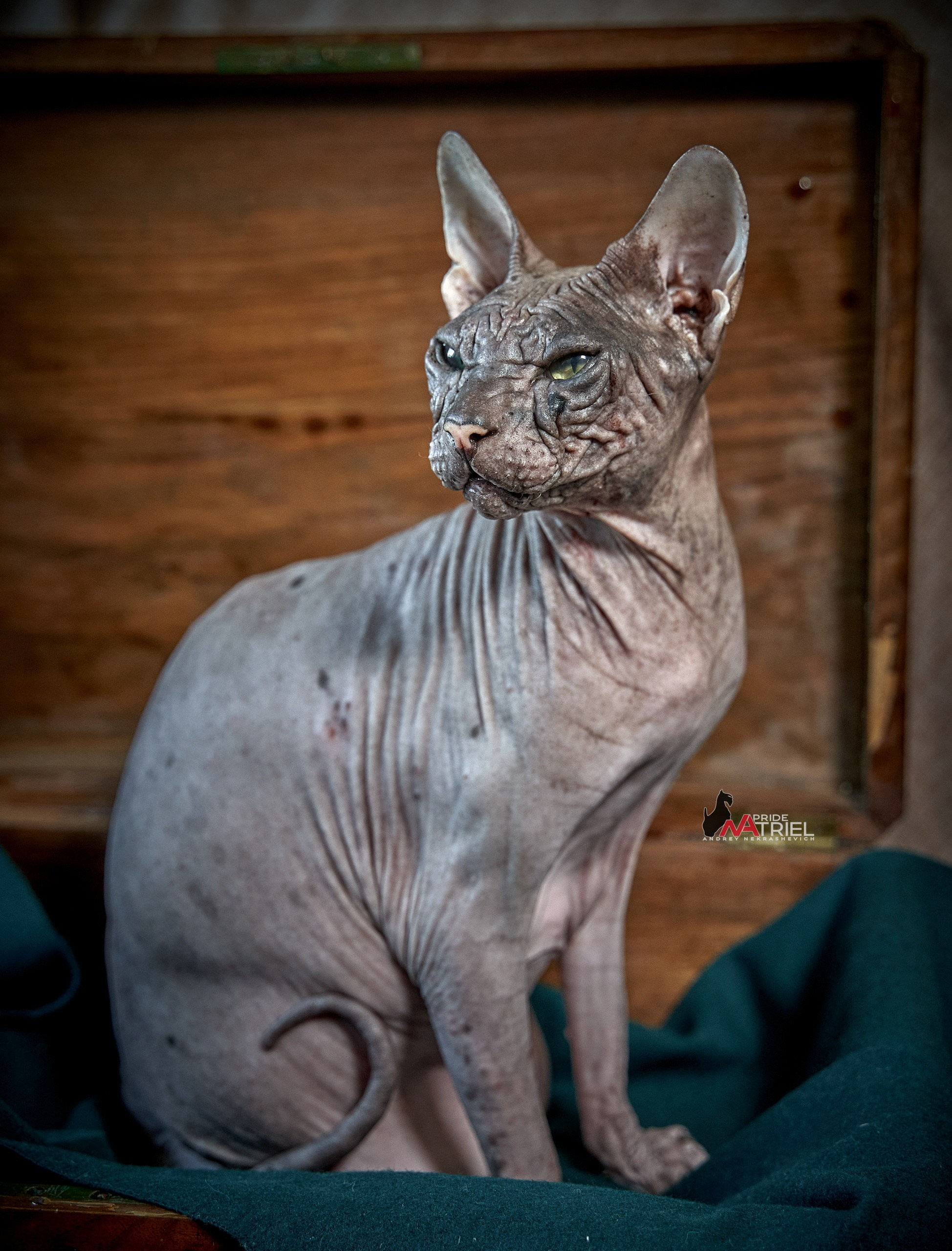 Домашние кошки — галерея NATRIEL