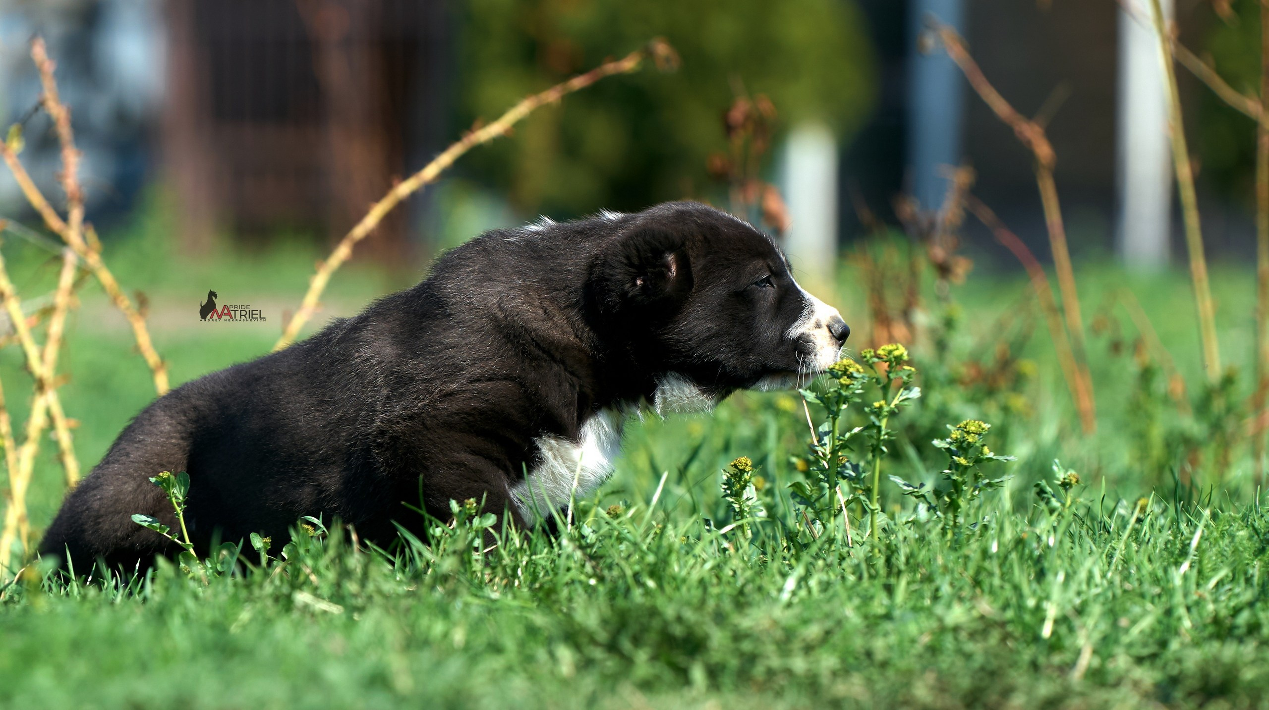 Среднеазиаты — щенки и взрослые