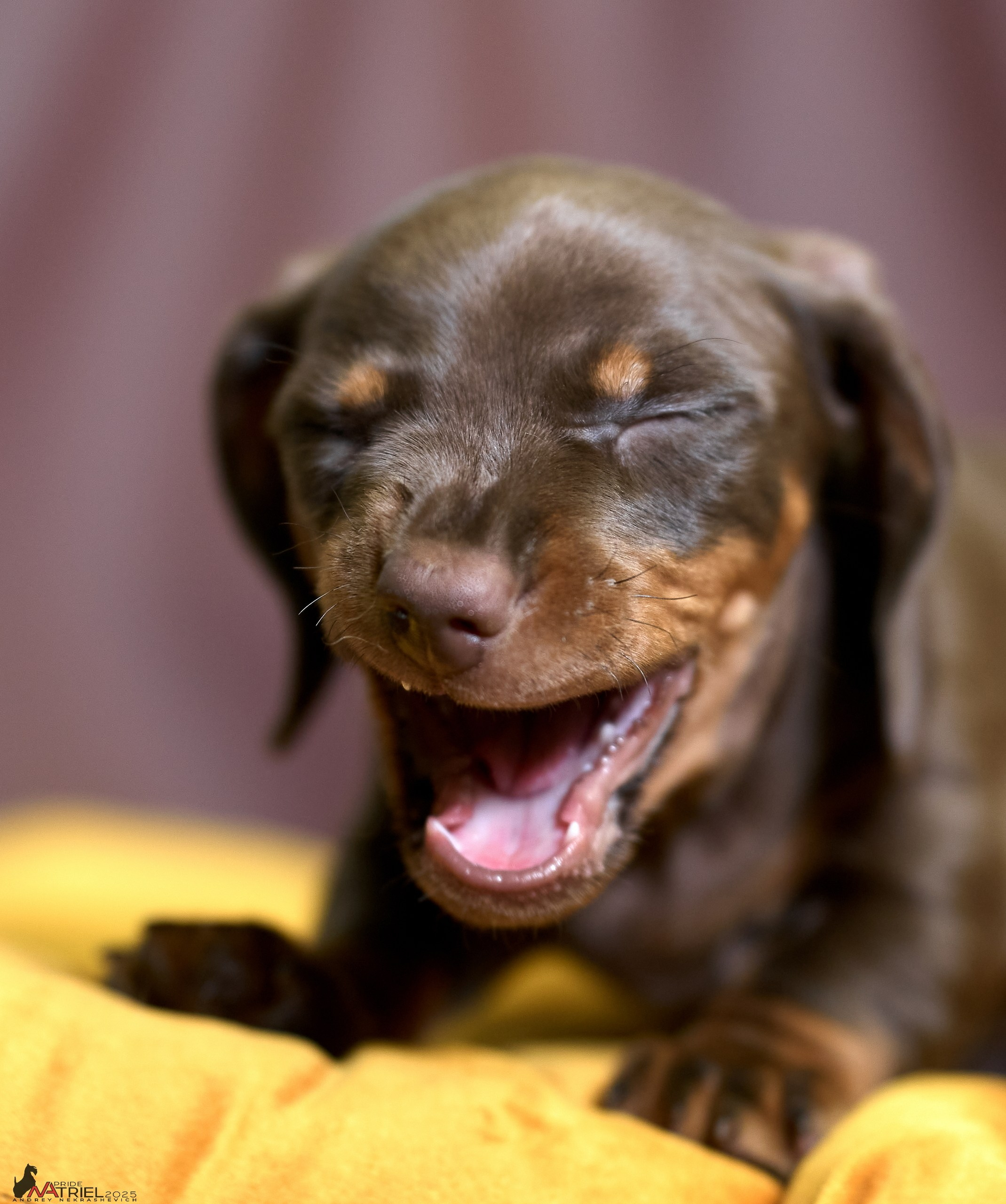 Съемка щенков таксы с мобильным светом