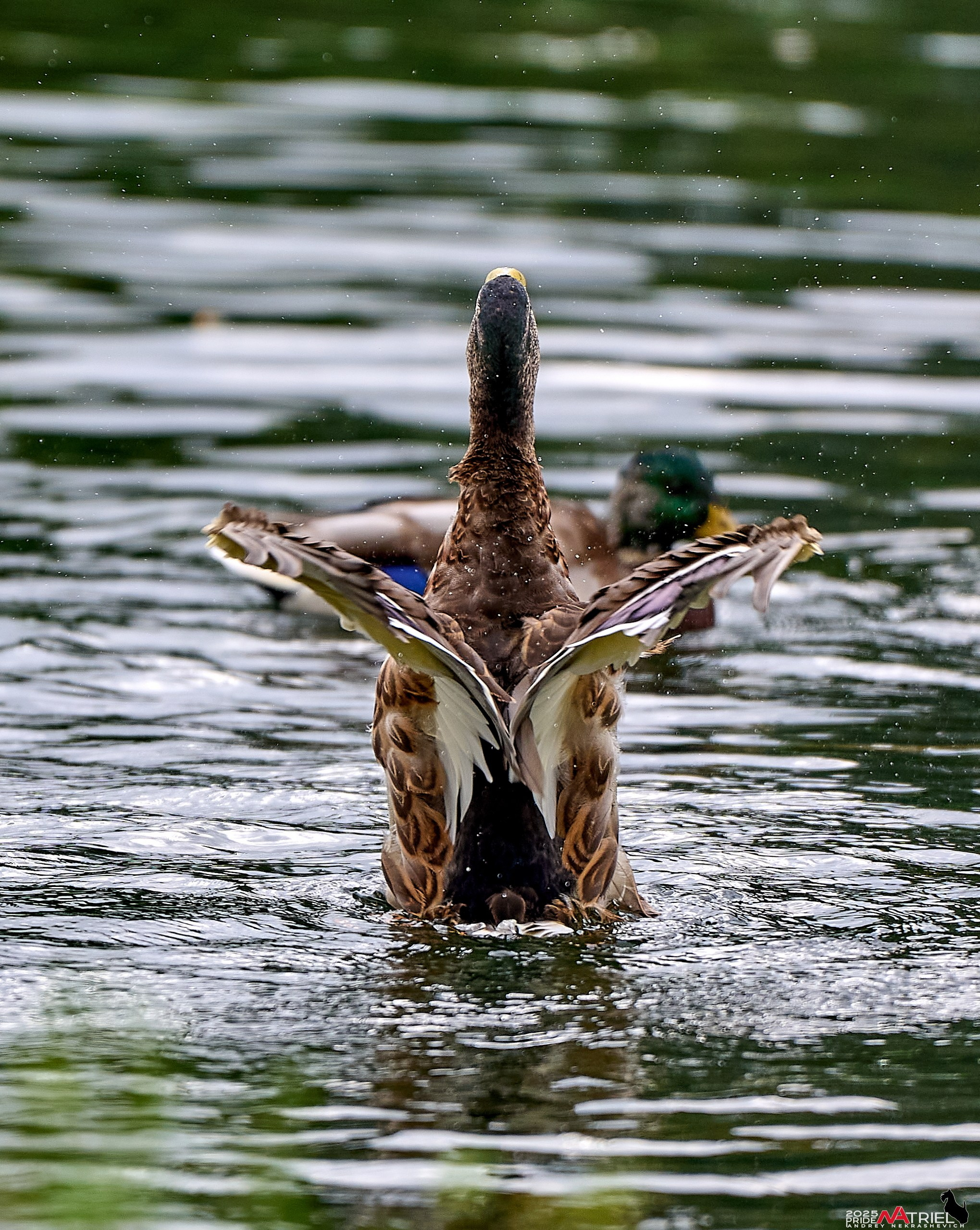 Утки на пруду