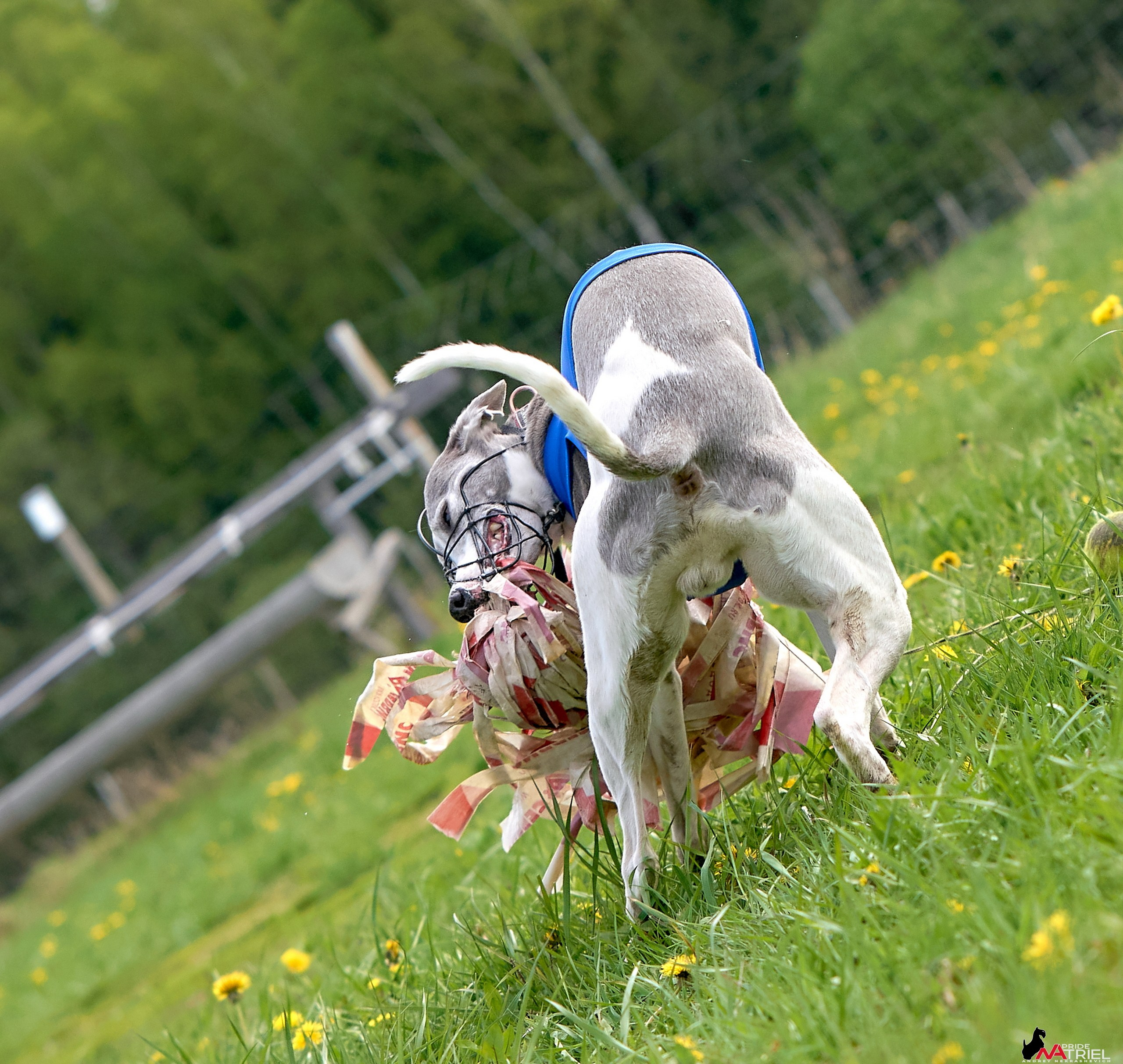 Съемка курсинг — галерея NATRIEL