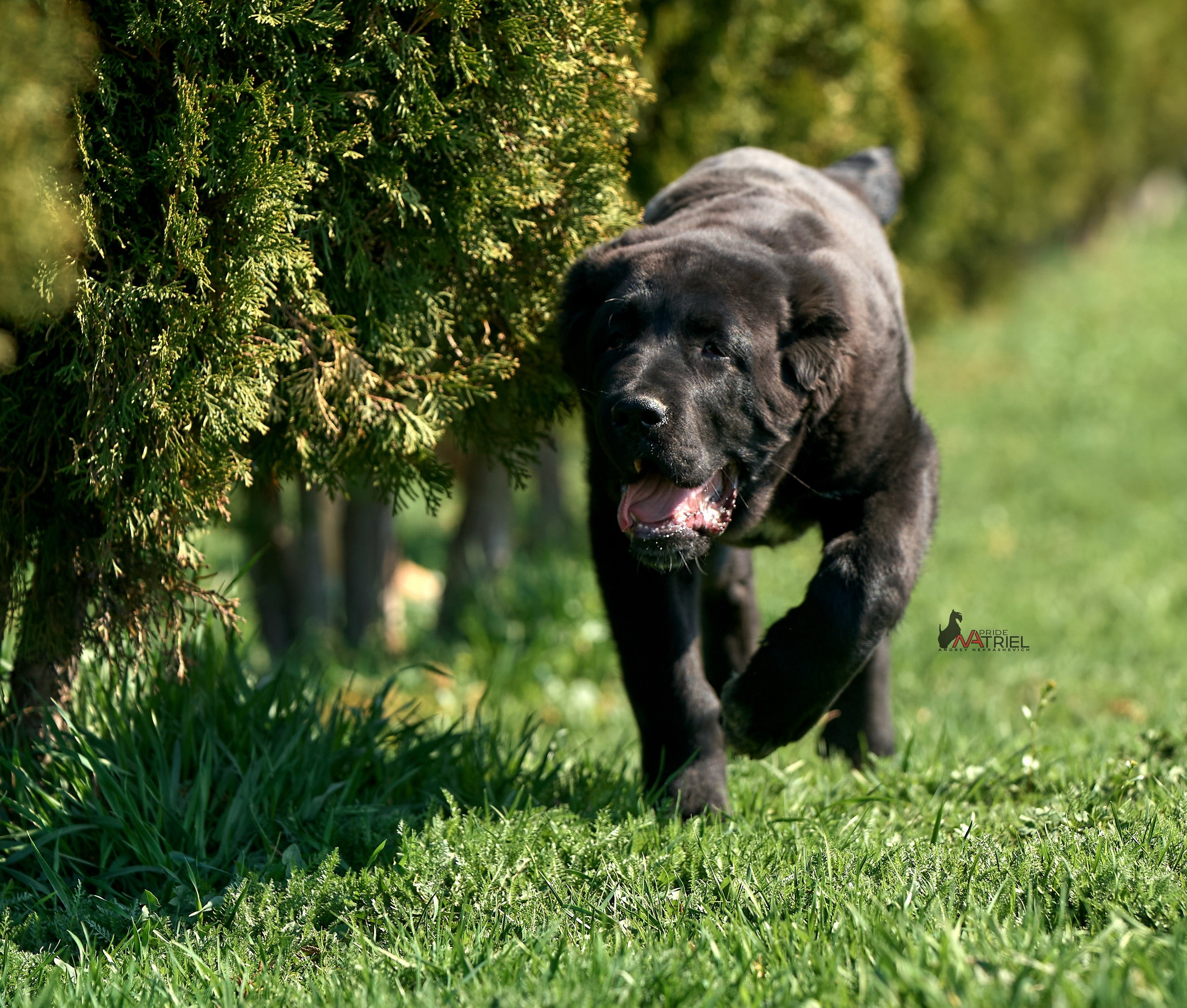 Среднеазиаты — щенки и взрослые