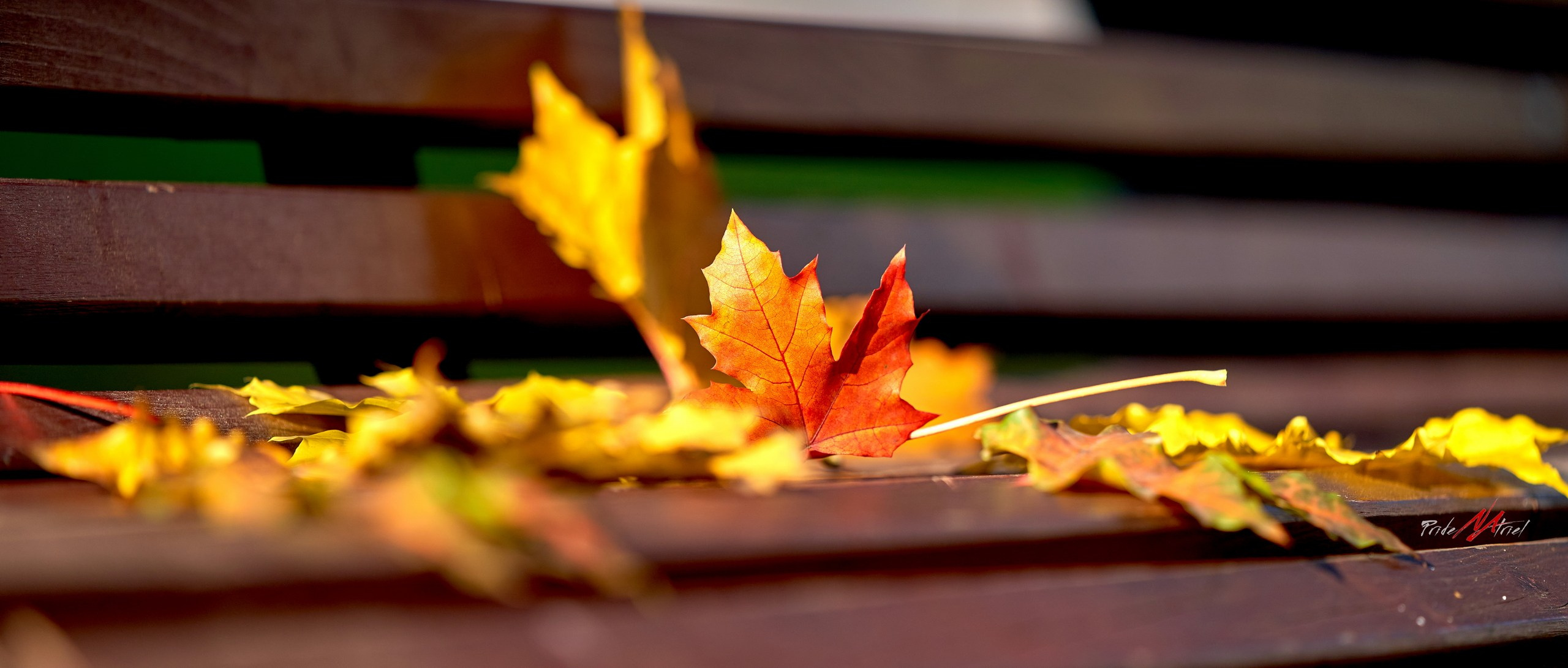 Лютики-цветочки — галерея NATRIEL