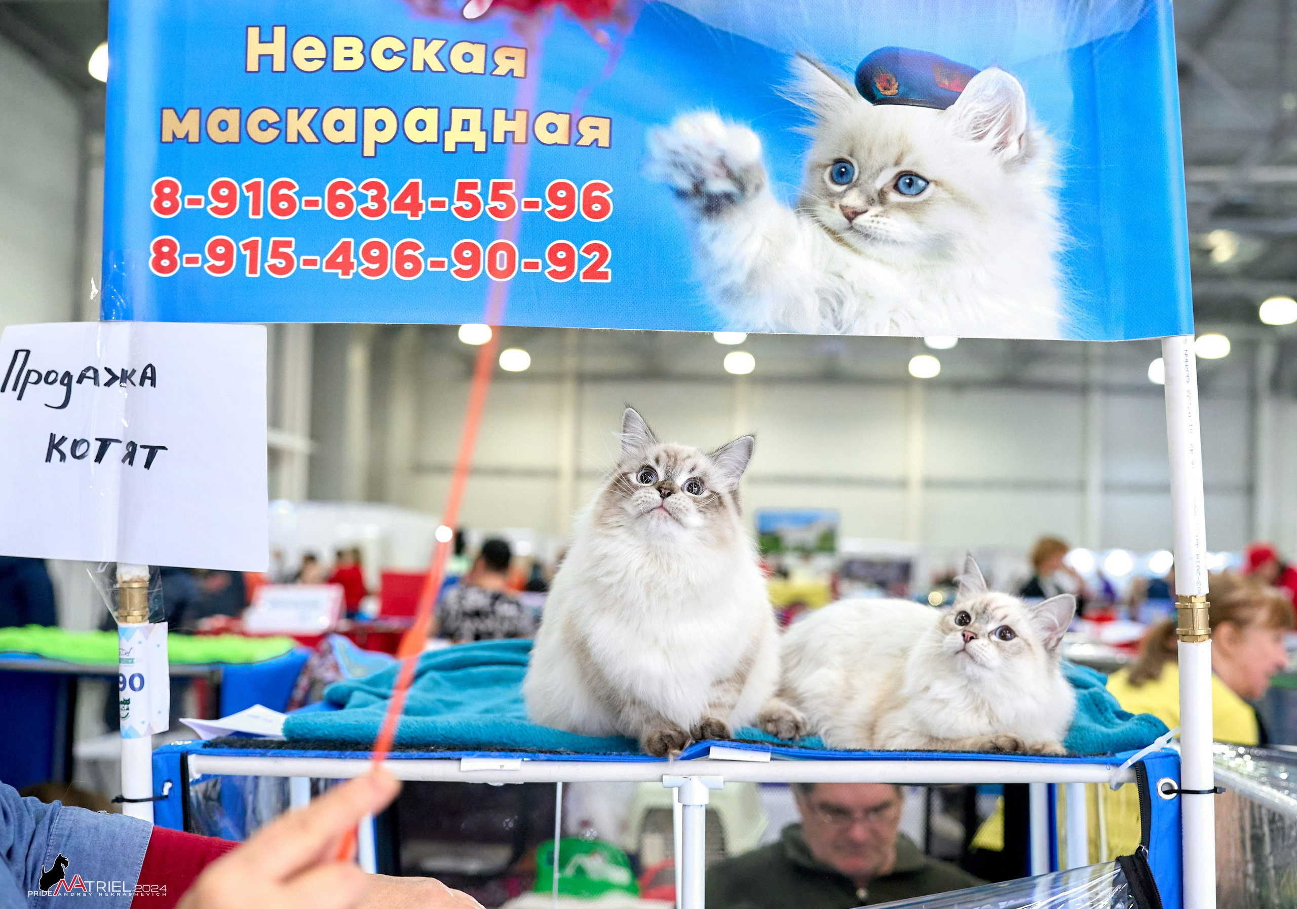 Выставки животных — галерея NATRIEL