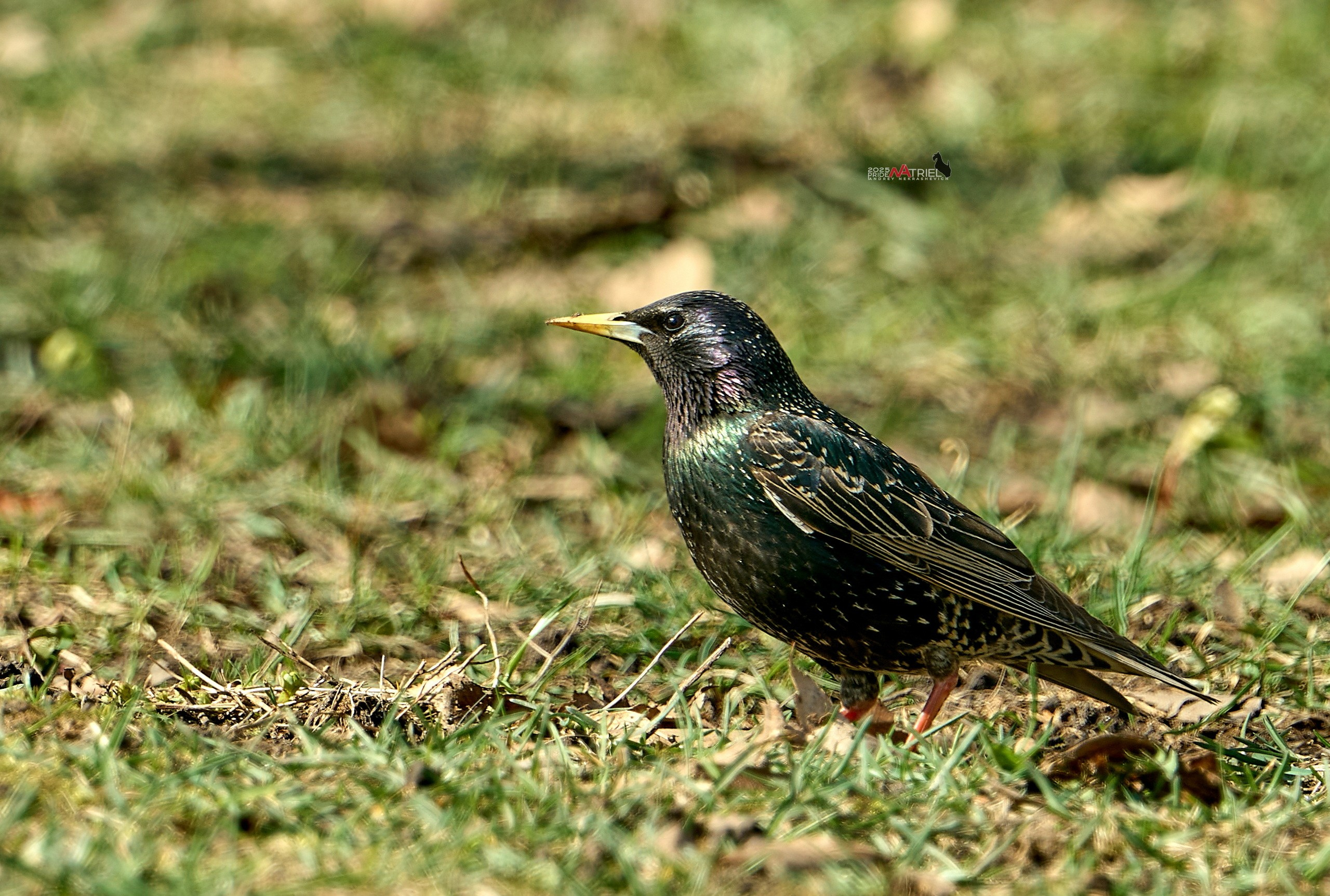 Природа в апреле