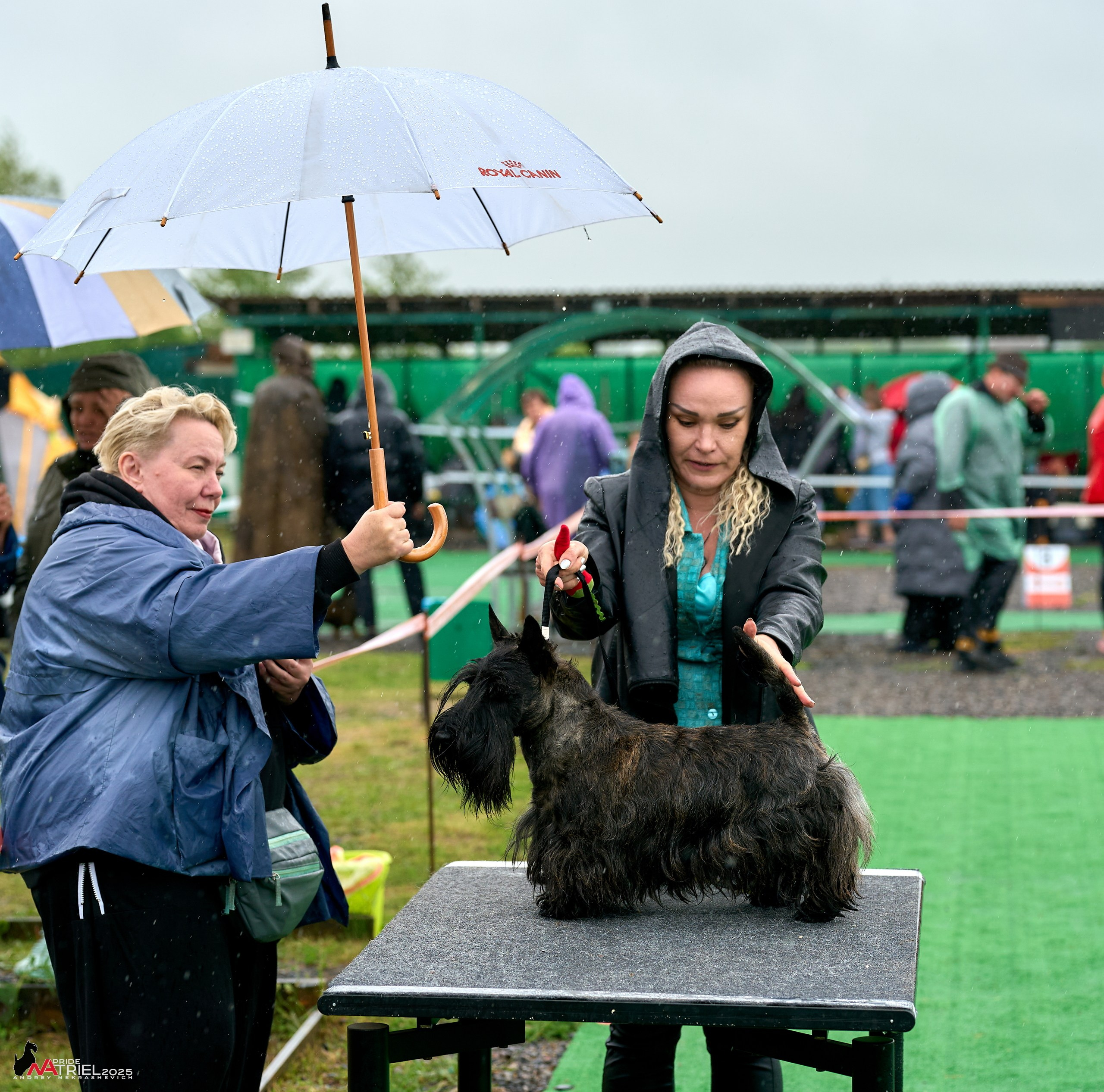 Репортаж с выставки собак