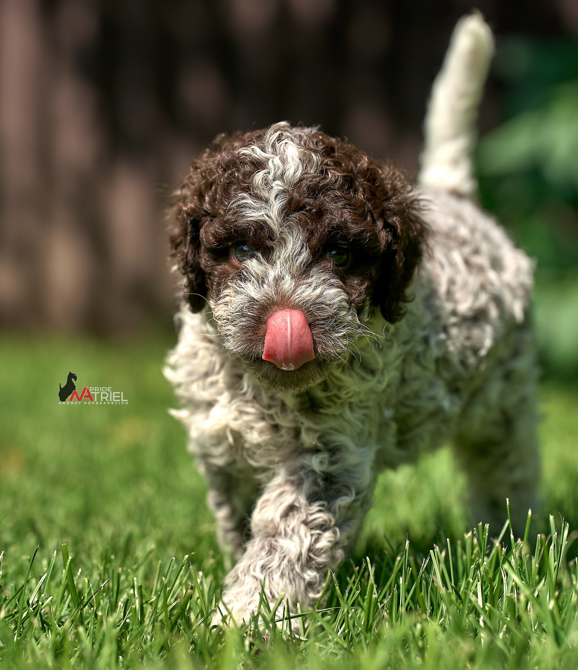 Щенки на прогулке — галерея NATRIEL