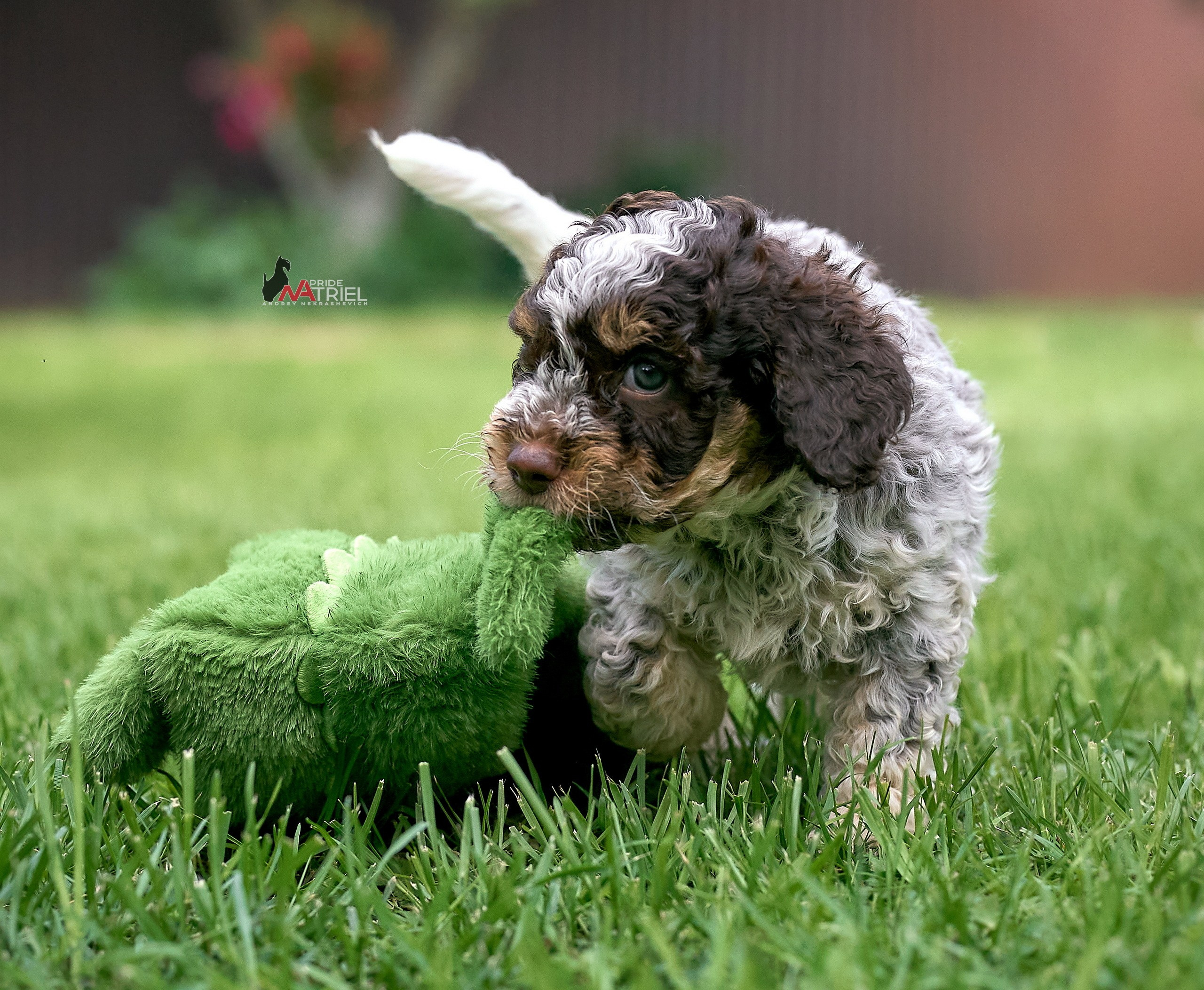 Щенки на прогулке — галерея NATRIEL