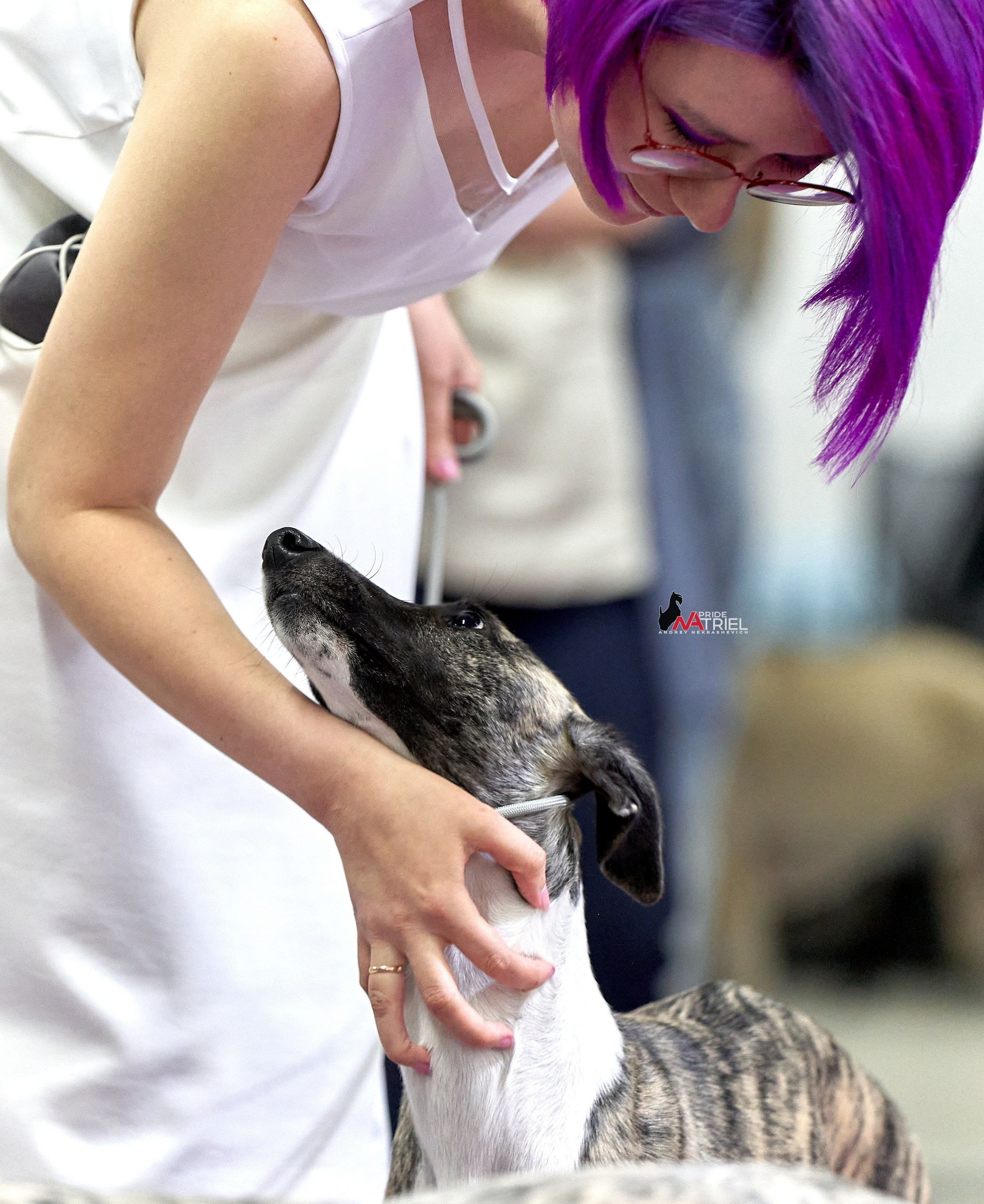 Собаки и Люди — галерея NATRIEL