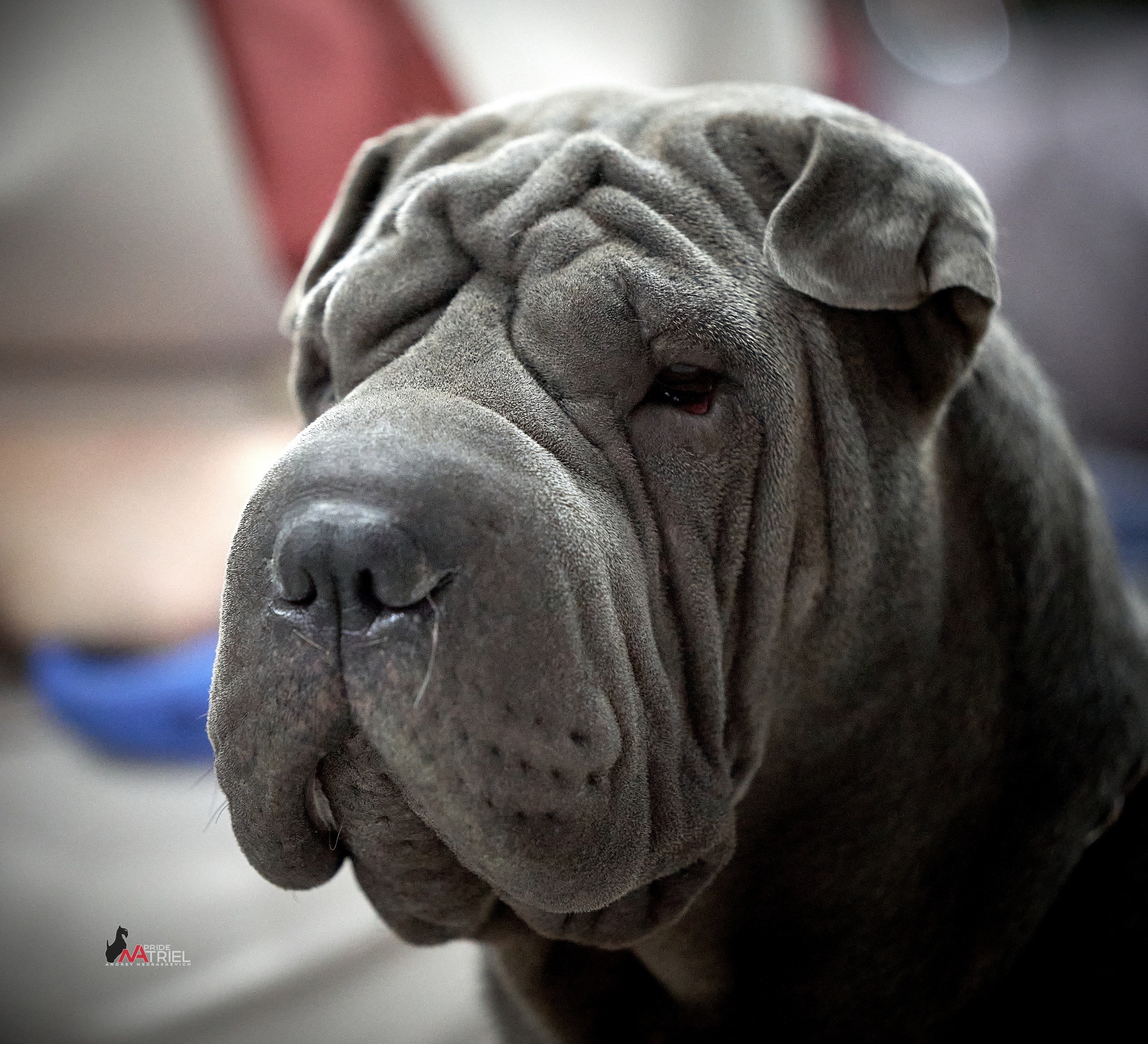 Портреты собак — галерея NATRIEL